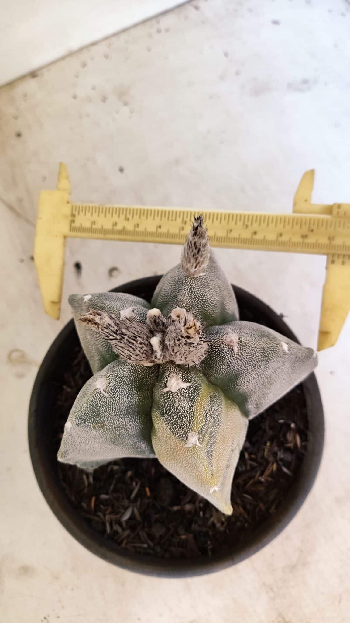 MATRIZ ASTROPHYTUM MYRIOSTIGMA  Nº 1082 – vaso 15 - foto 5