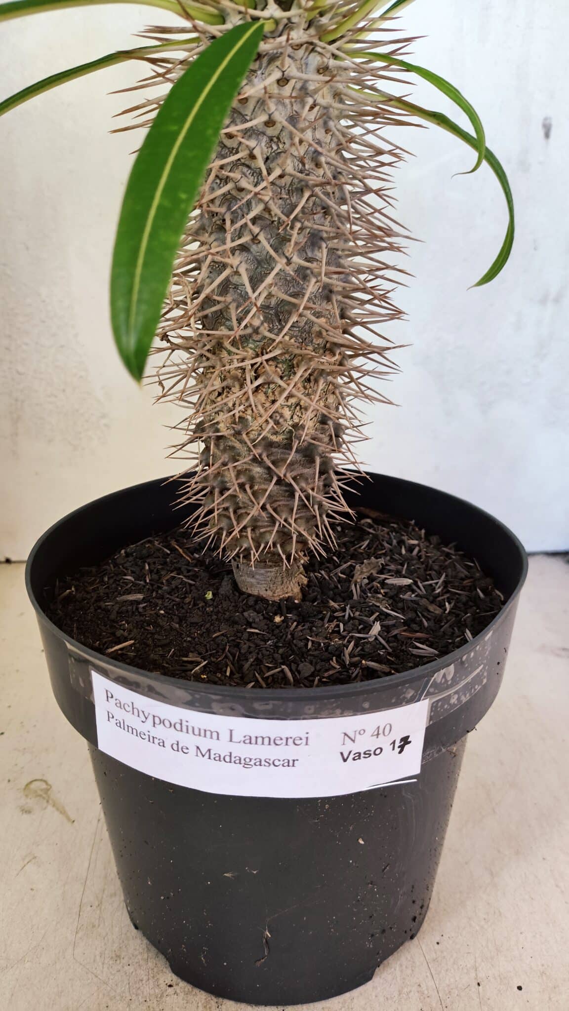 Pachypodium Lamerei "Palmeira de Madagascar" - Nº 40 - foto 2