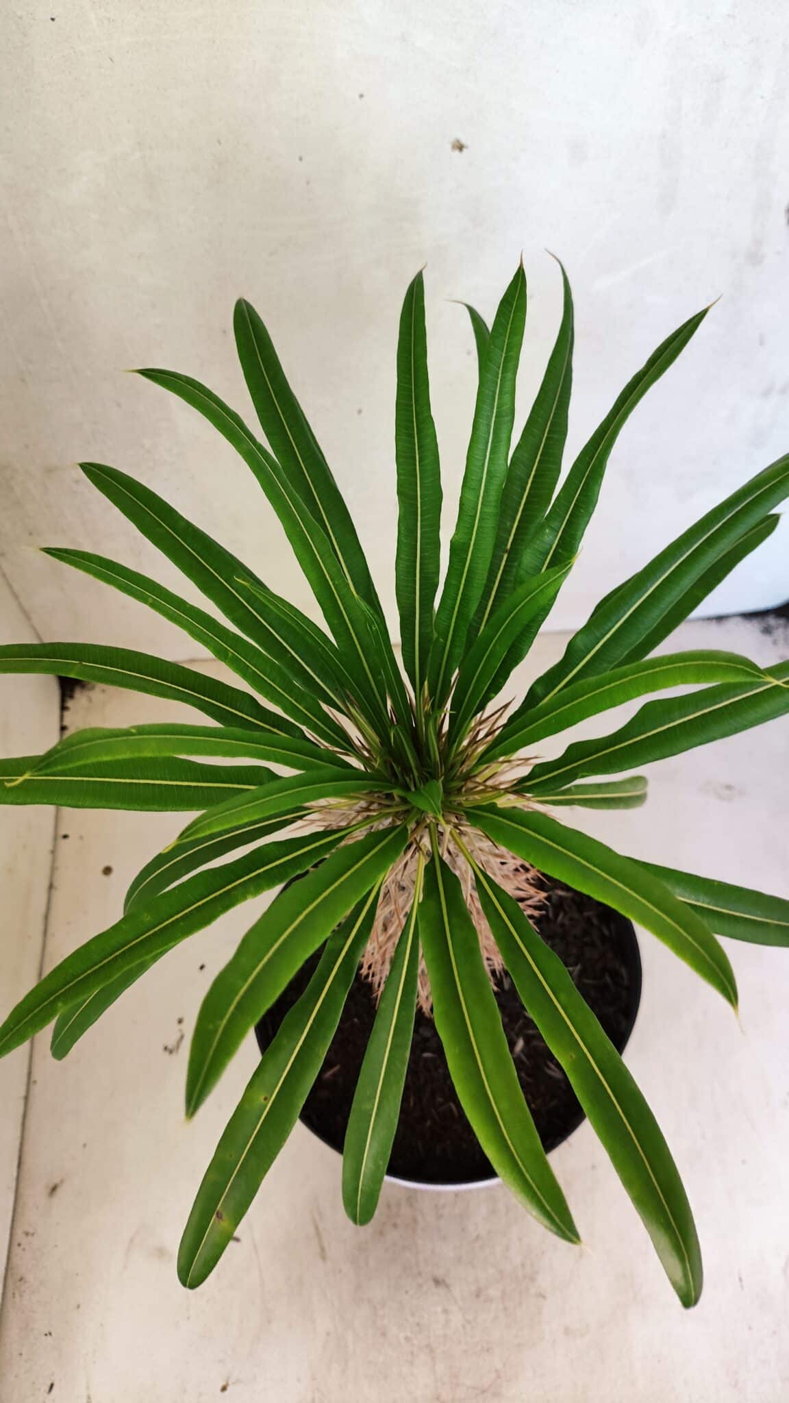 Pachypodium Lamerei "Palmeira de Madagascar" - Nº 40 - foto 3
