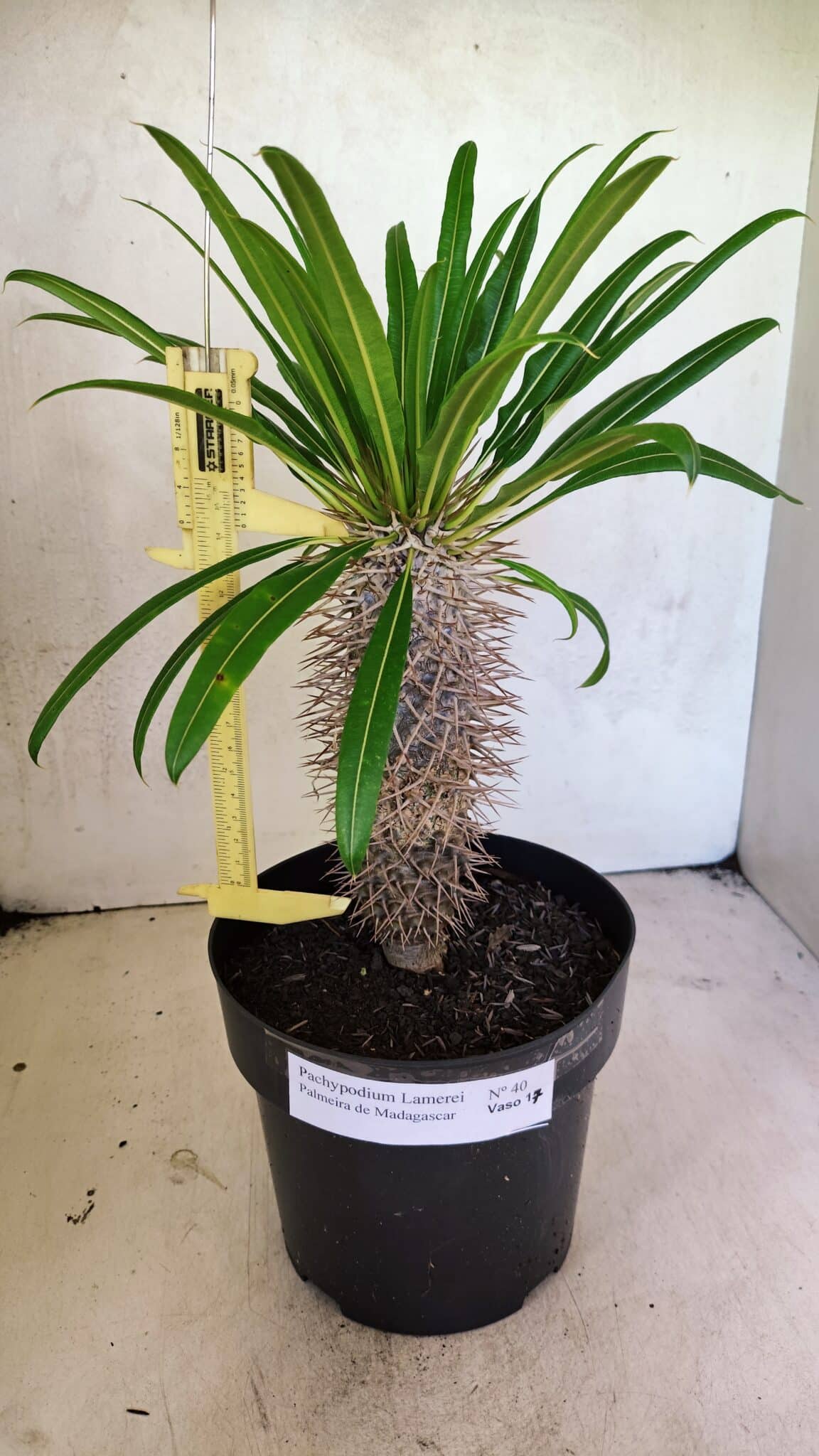 Pachypodium Lamerei "Palmeira de Madagascar" - Nº 40 - foto 4