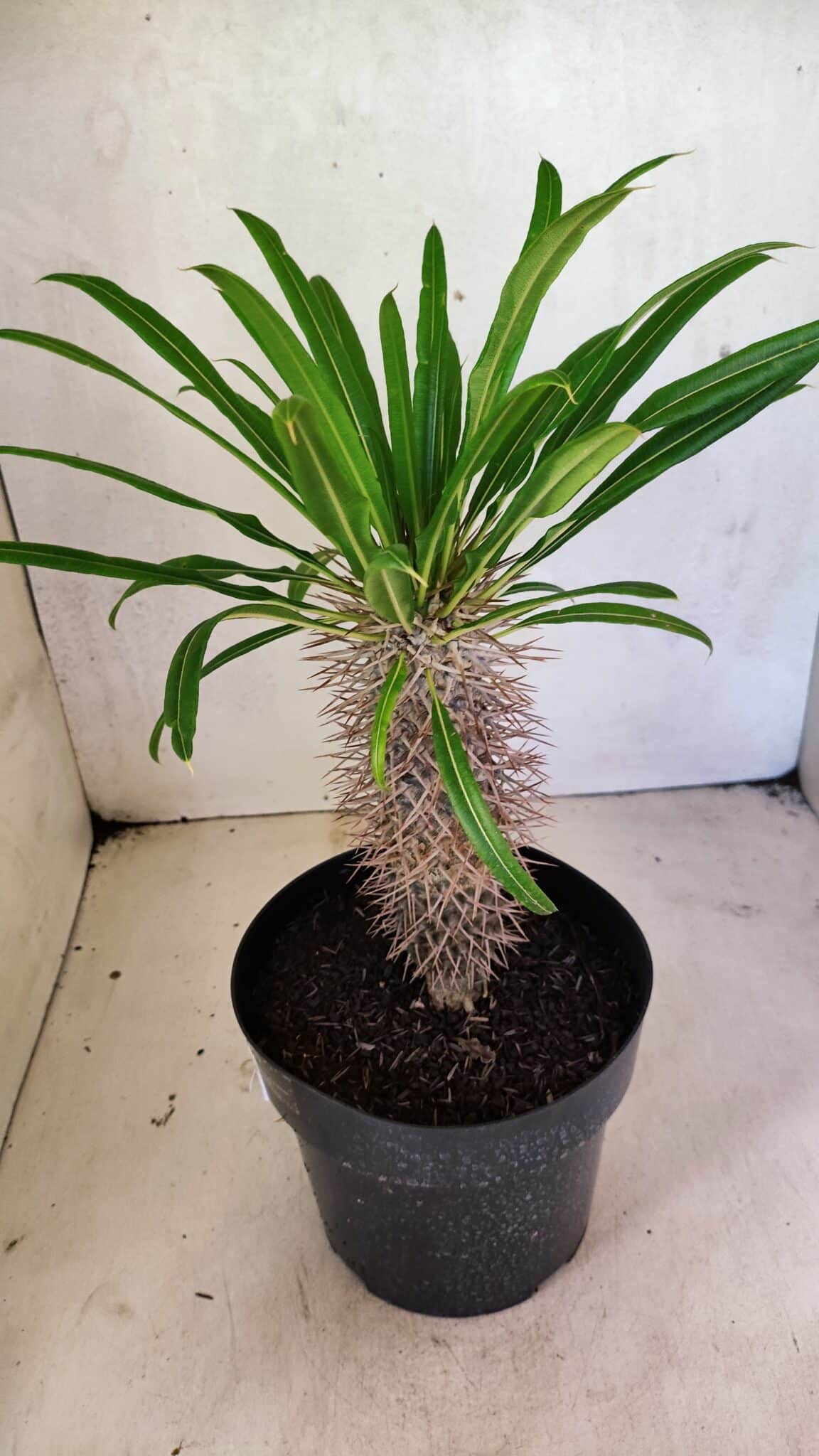 Pachypodium Lamerei "Palmeira de Madagascar" - Nº 40 - foto 6