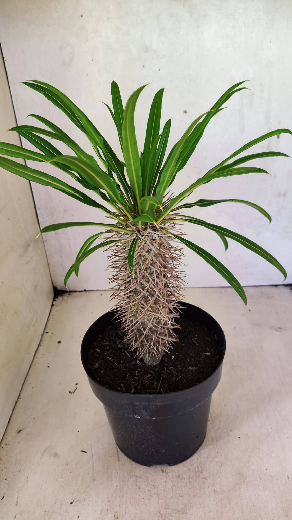 Pachypodium Lamerei "Palmeira de Madagascar" - Nº 40 - foto 5