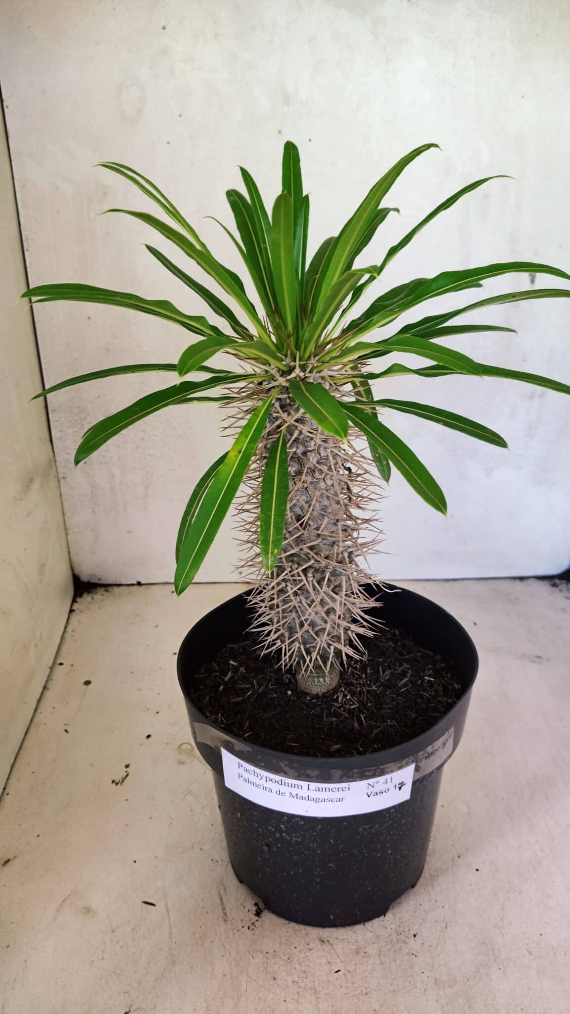 Pachypodium Lamerei "Palmeira de Madagascar" - Nº 41 - foto 2
