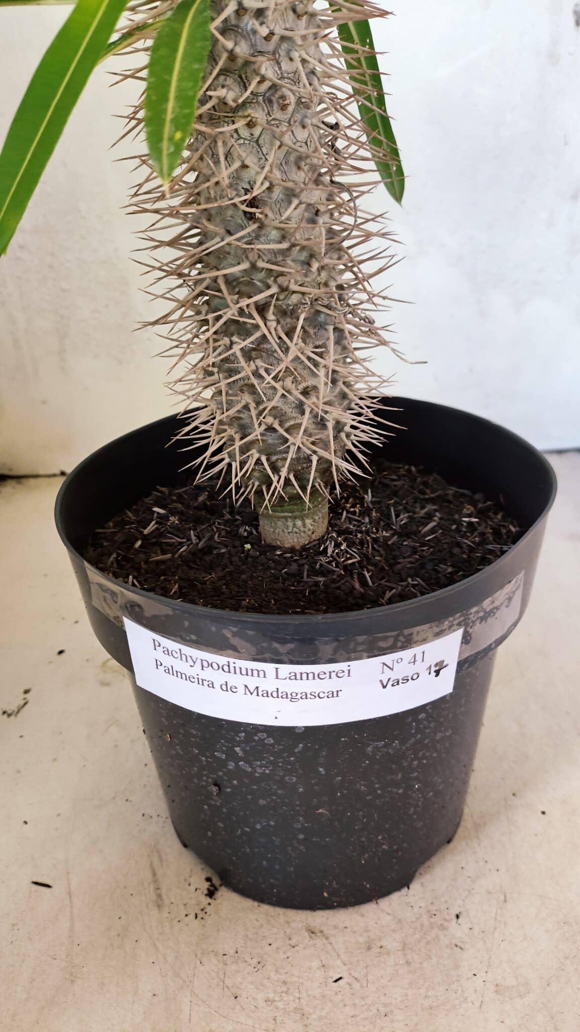 Pachypodium Lamerei "Palmeira de Madagascar" - Nº 41 - foto 5