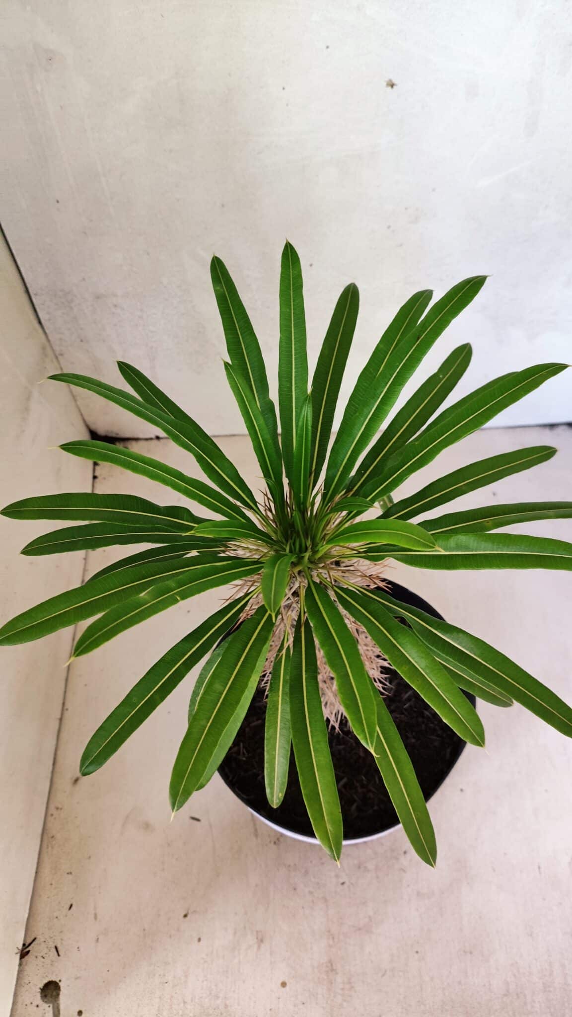 Pachypodium Lamerei "Palmeira de Madagascar" - Nº 41 - foto 3