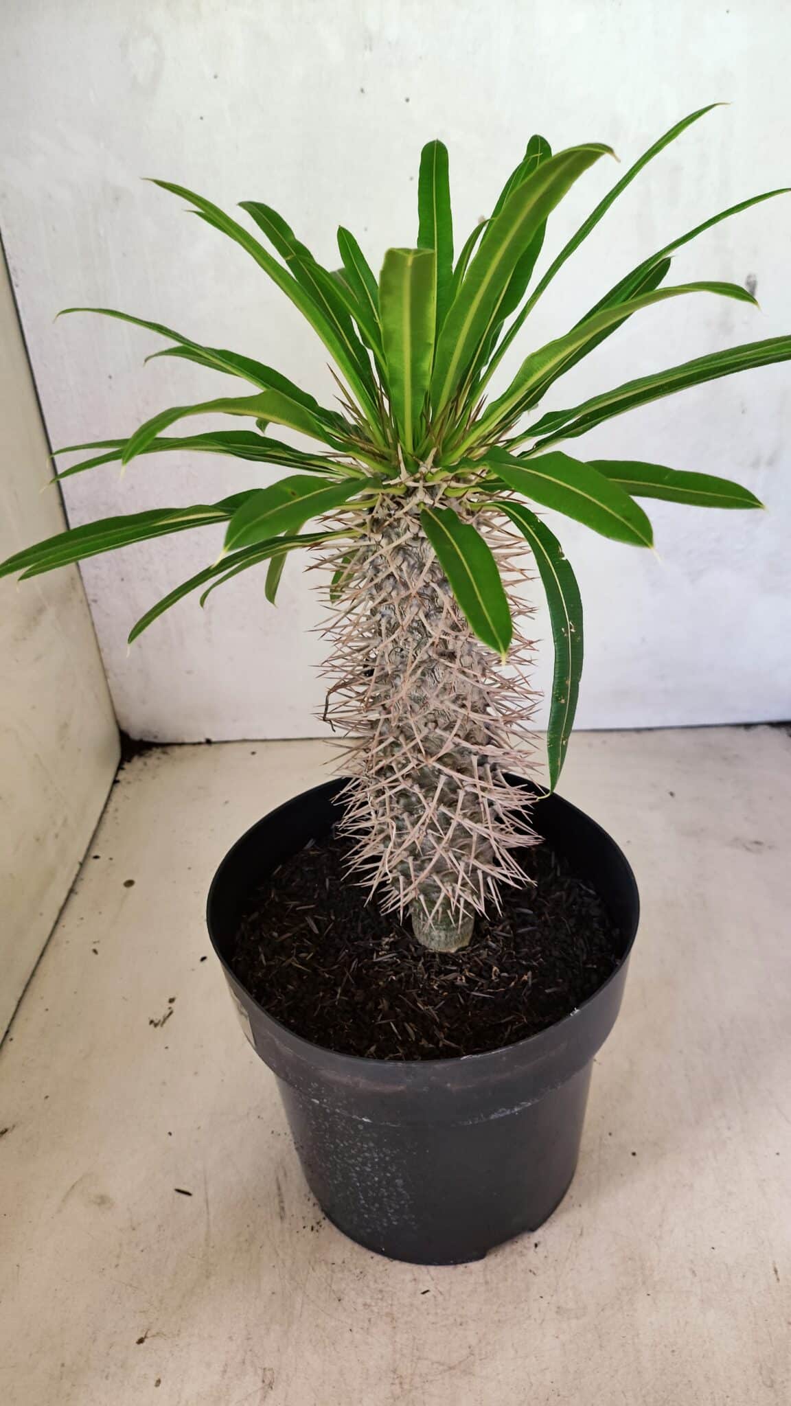 Pachypodium Lamerei "Palmeira de Madagascar" - Nº 41 - foto 7