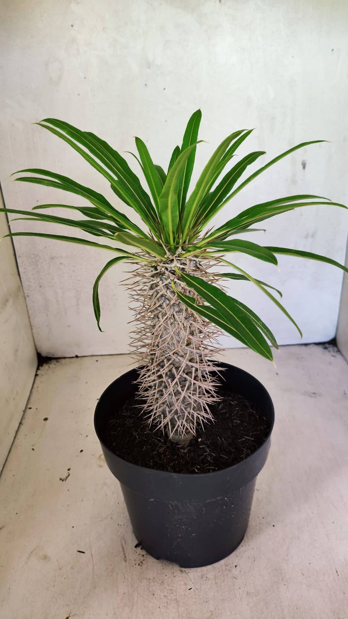 Pachypodium Lamerei "Palmeira de Madagascar" - Nº 41 - foto 6