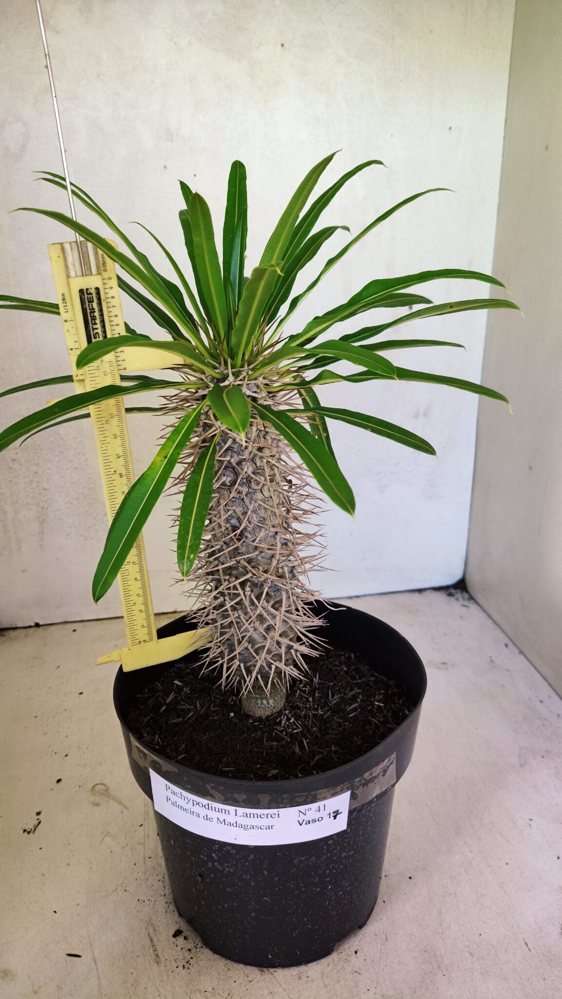 Pachypodium Lamerei "Palmeira de Madagascar" - Nº 41 - foto 4