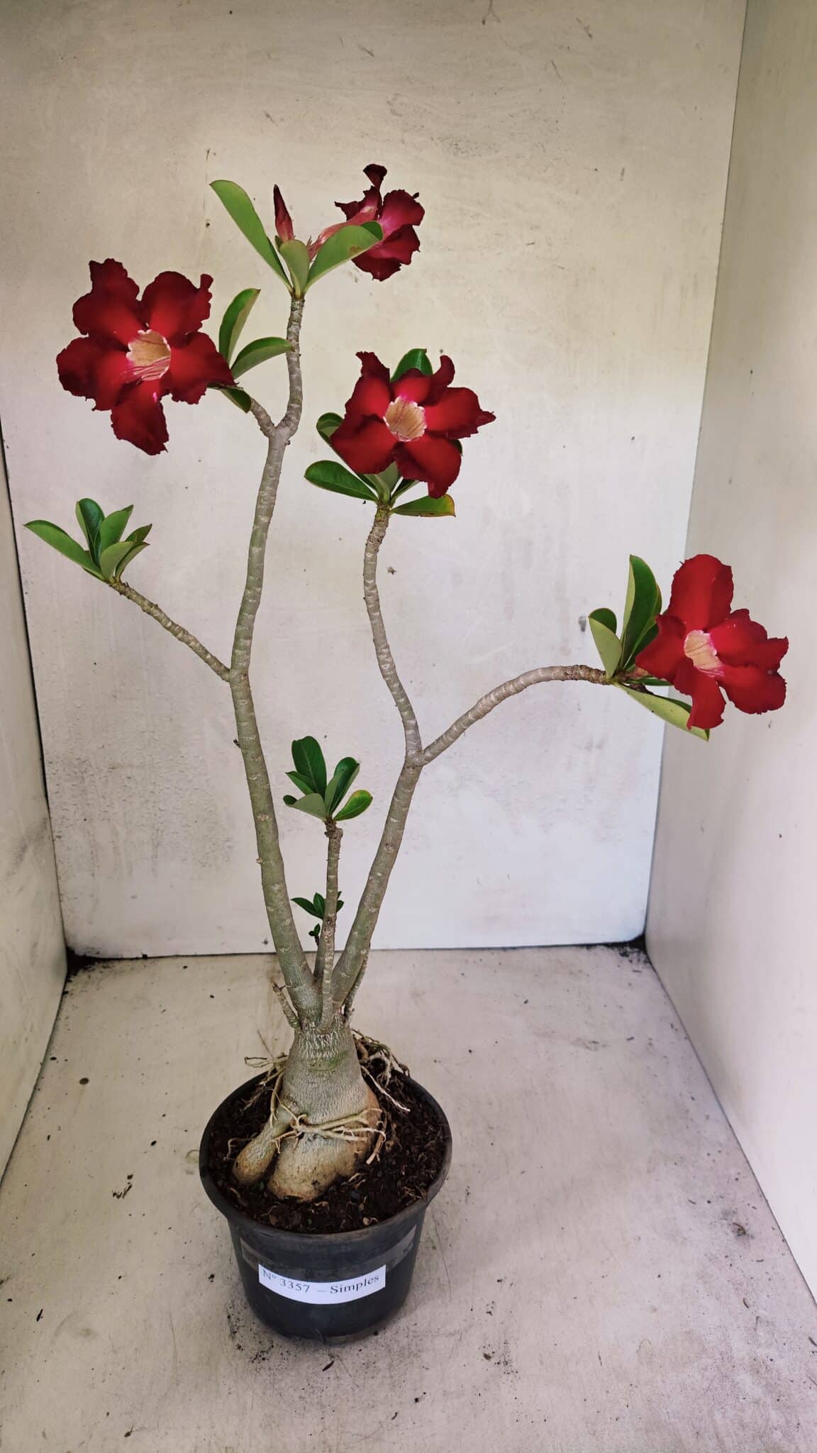 Planta Simples 3357 – 35cm – 03 anos - foto 2