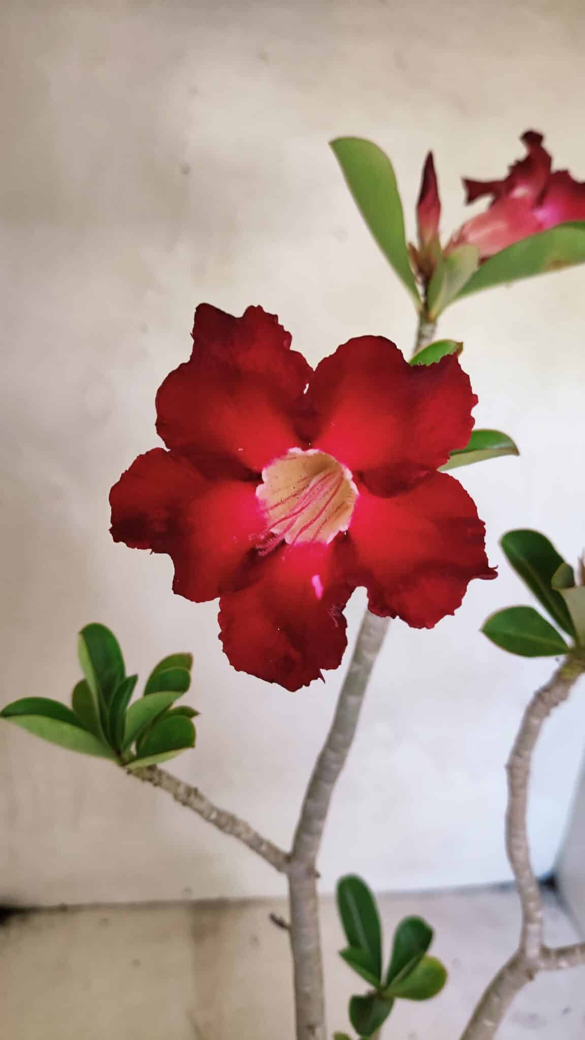 Planta Simples 3357 – 35cm – 03 anos - foto 4