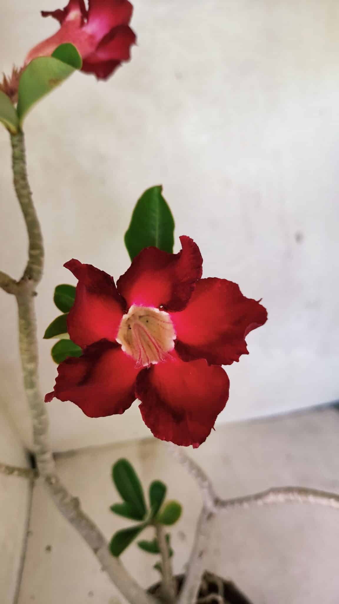Planta Simples 3357 – 35cm – 03 anos - foto 3