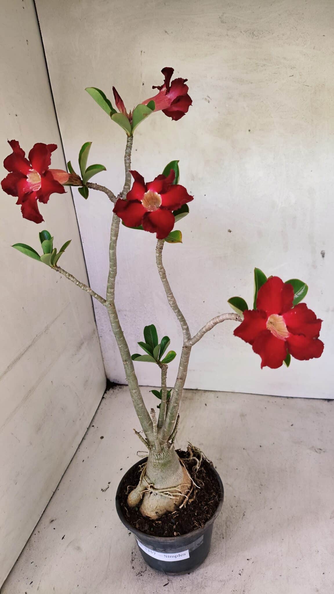 Planta Simples 3357 – 35cm – 03 anos - foto 5