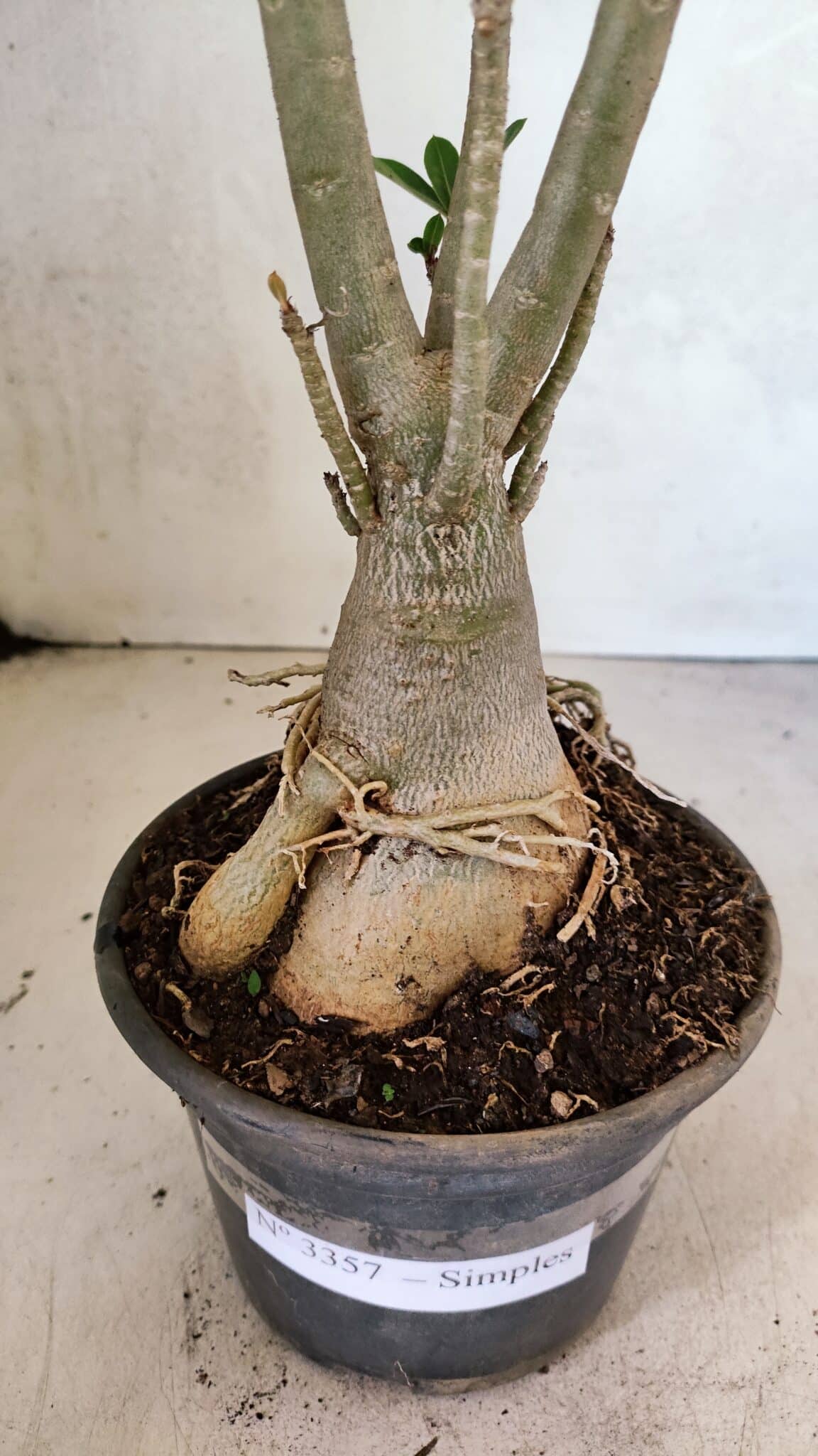 Planta Simples 3357 – 35cm – 03 anos - foto 8