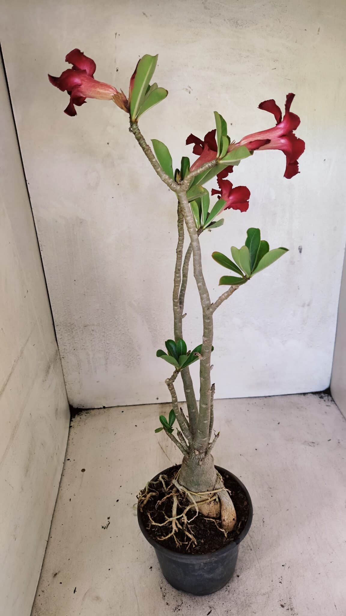 Planta Simples 3357 – 35cm – 03 anos - foto 7