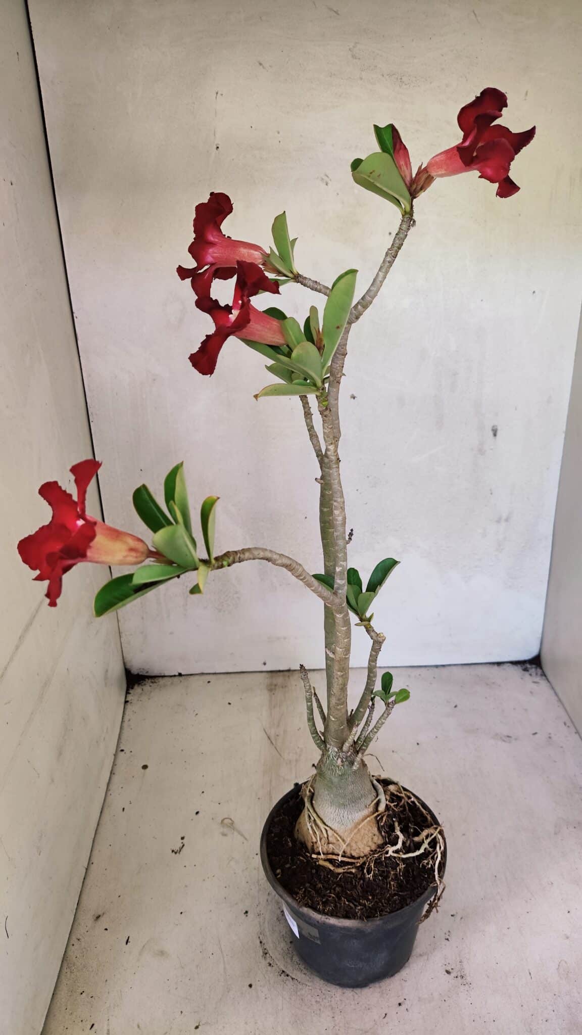 Planta Simples 3357 – 35cm – 03 anos - foto 6