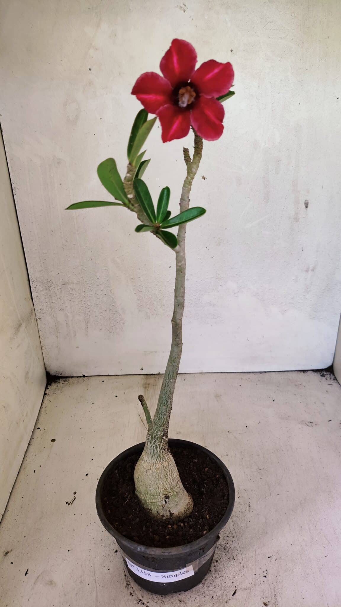 Planta Simples 3358 – 30cm – 02 anos - foto 2