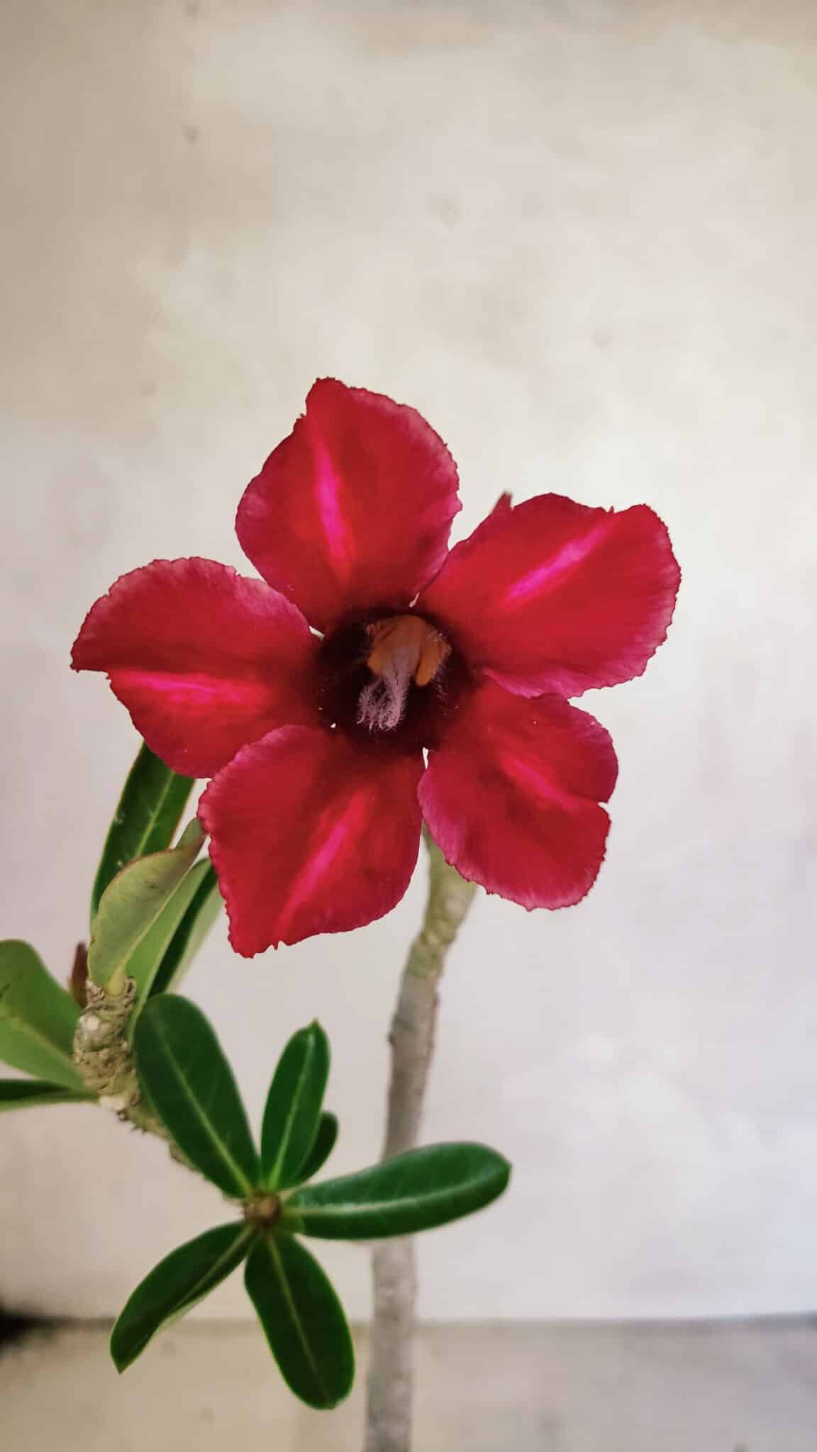 Planta Simples 3358 – 30cm – 02 anos - foto 3