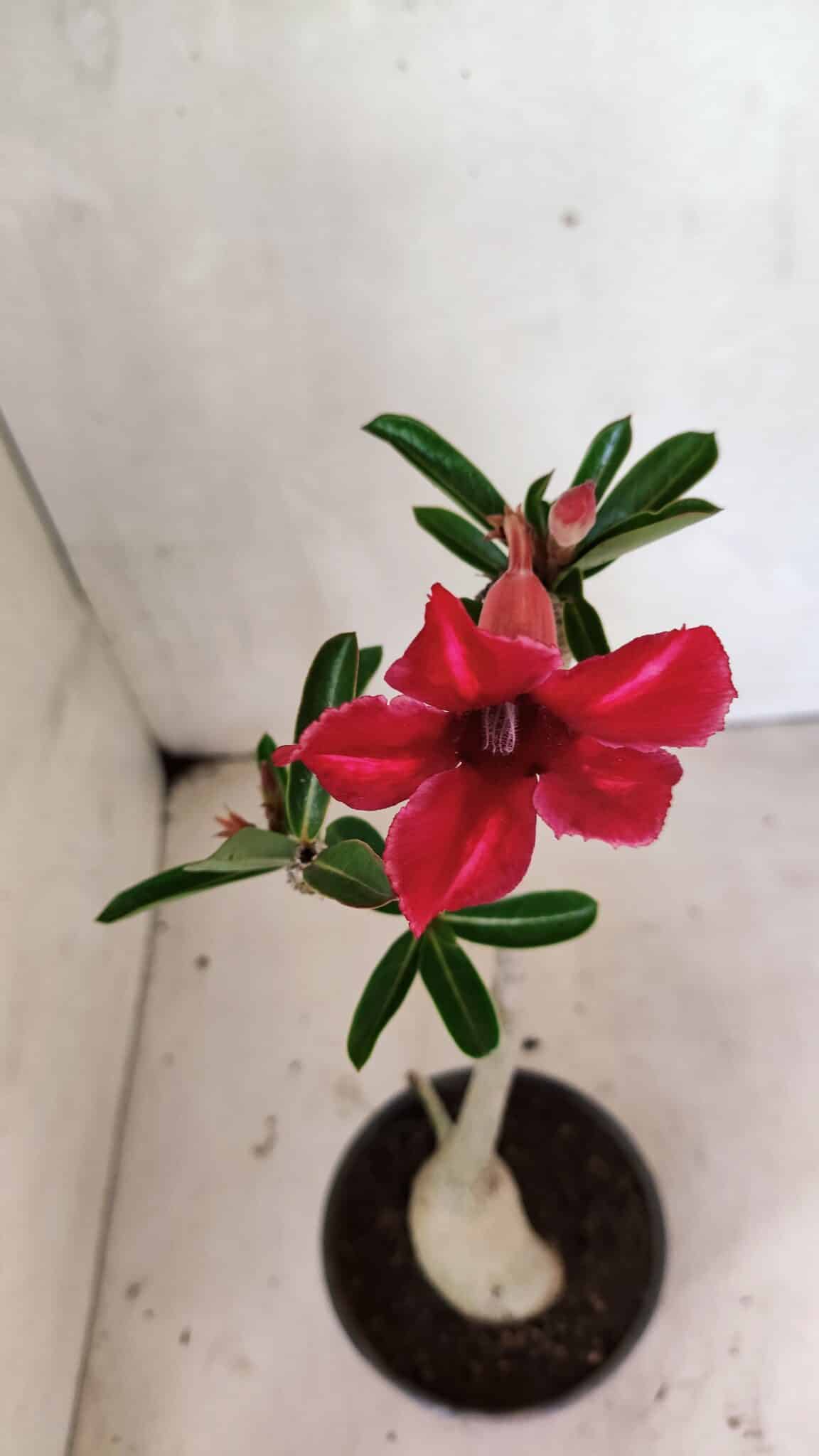 Planta Simples 3358 – 30cm – 02 anos - foto 5