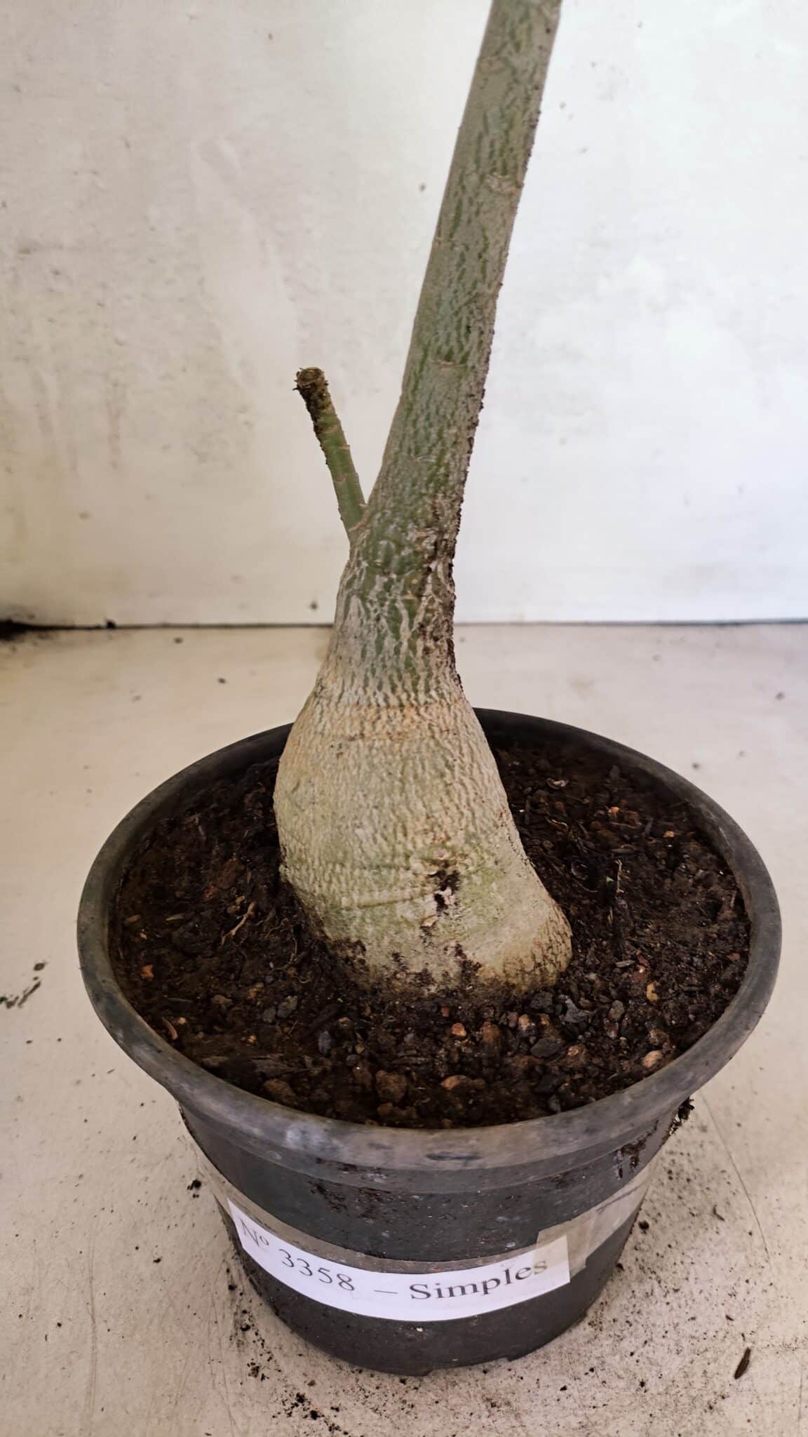 Planta Simples 3358 – 30cm – 02 anos - foto 6