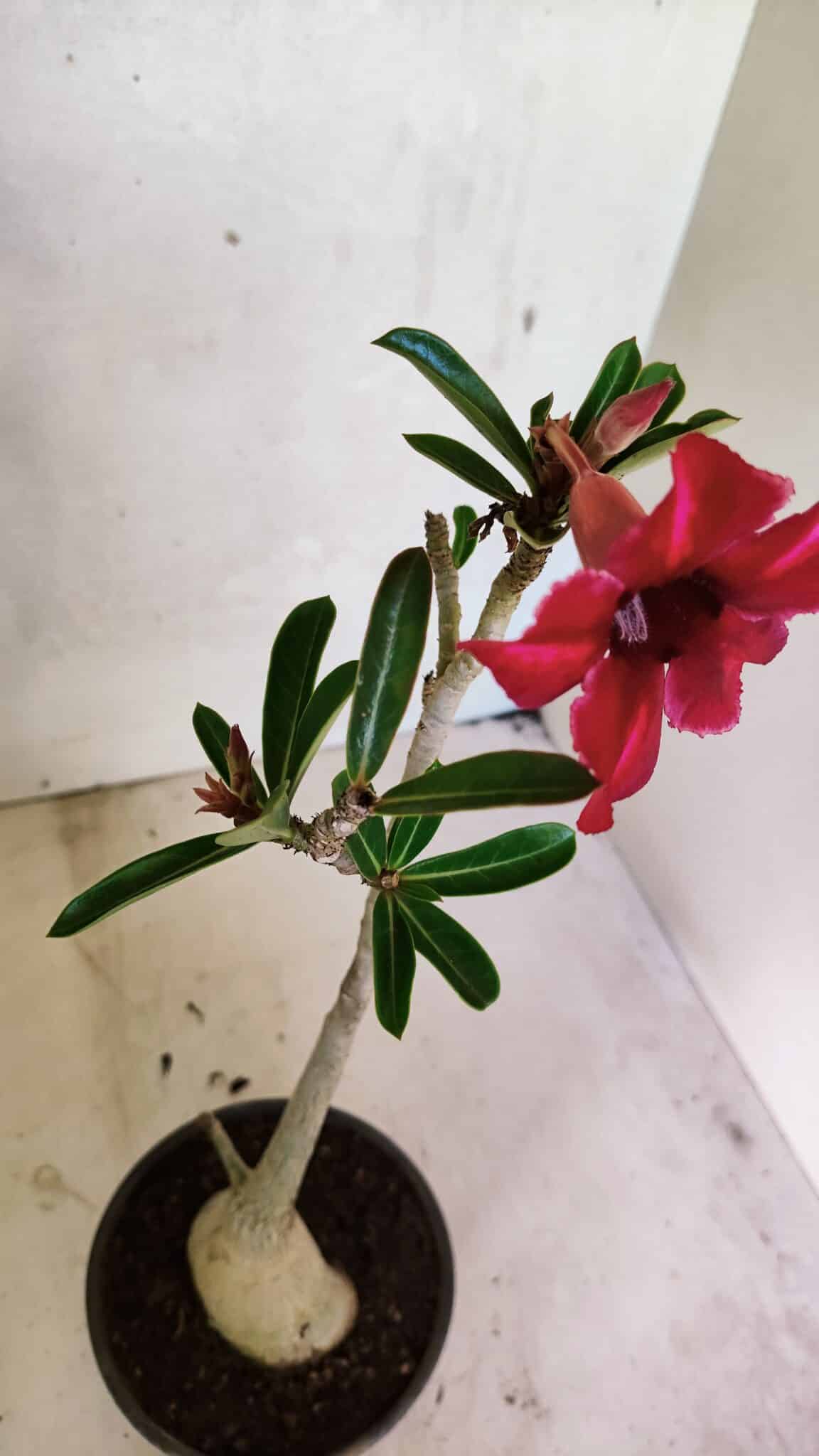 Planta Simples 3358 – 30cm – 02 anos - foto 4