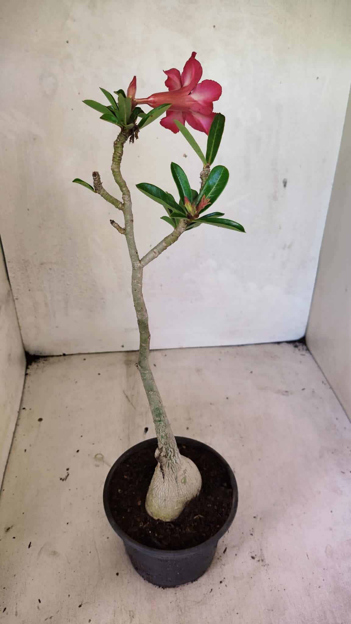 Planta Simples 3358 – 30cm – 02 anos - foto 7
