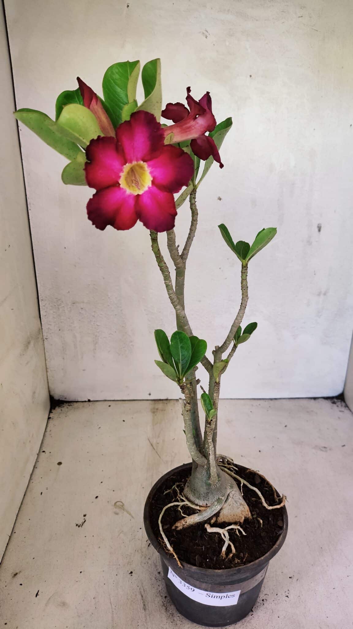 Planta Simples 3359 – 35cm – 03 anos - foto 2