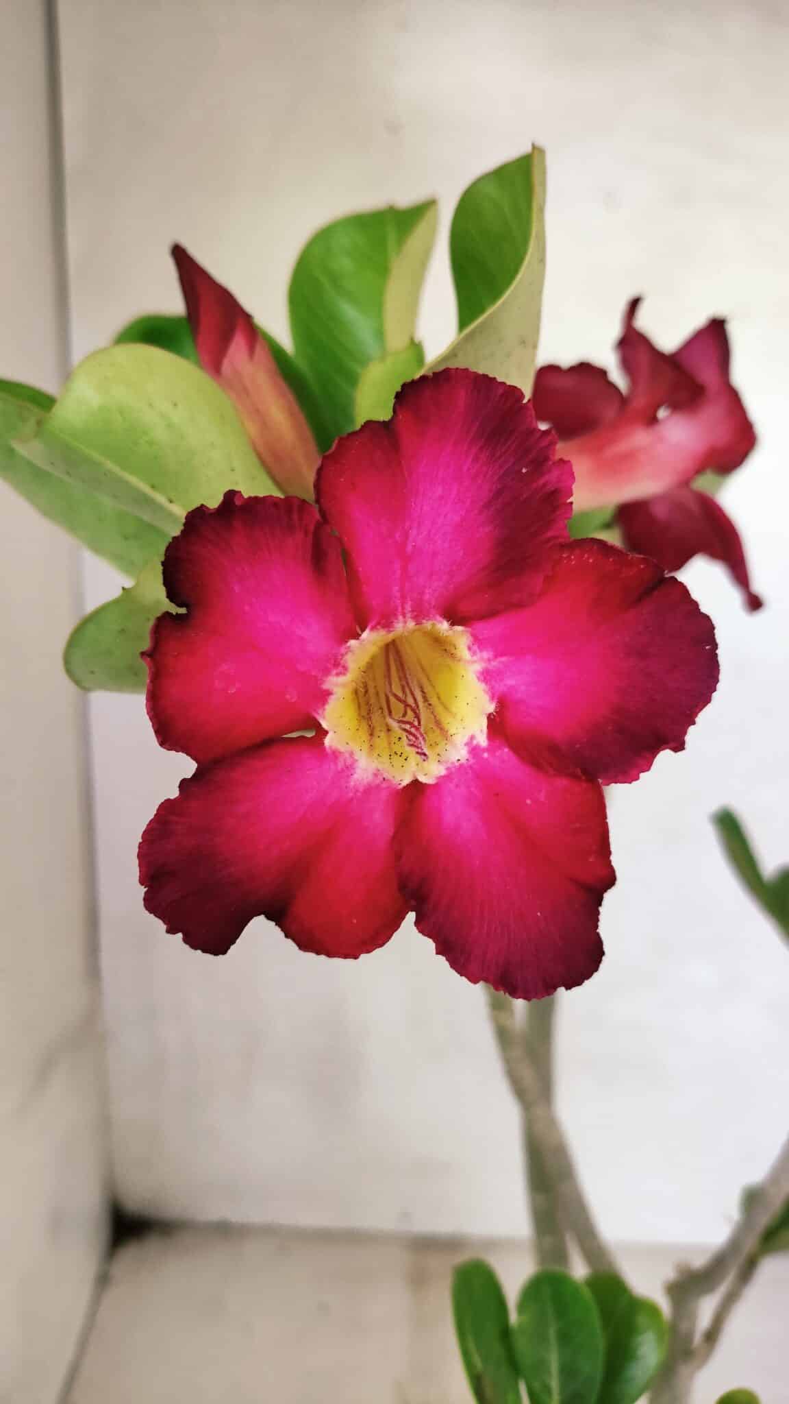 Planta Simples 3359 – 35cm – 03 anos - foto 3