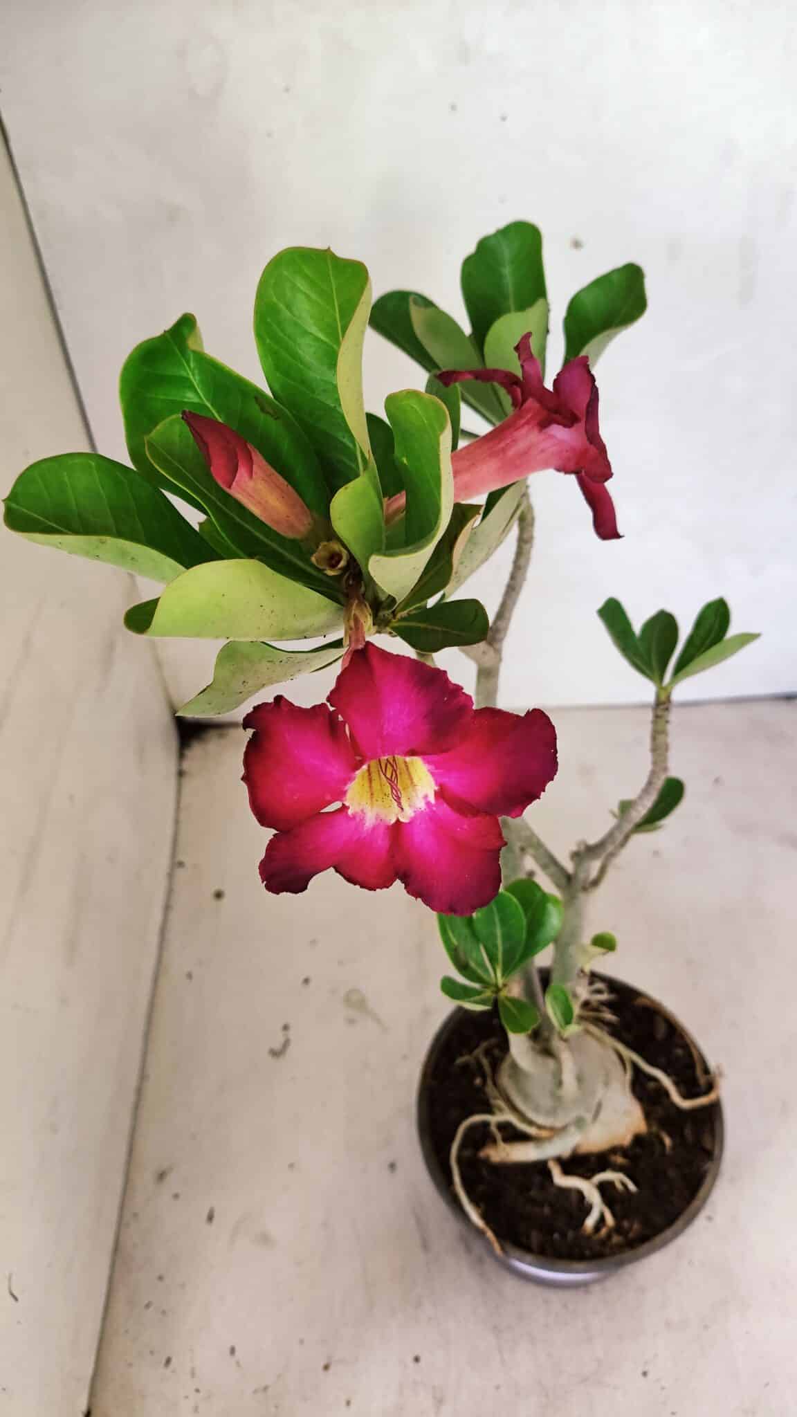Planta Simples 3359 – 35cm – 03 anos - foto 4
