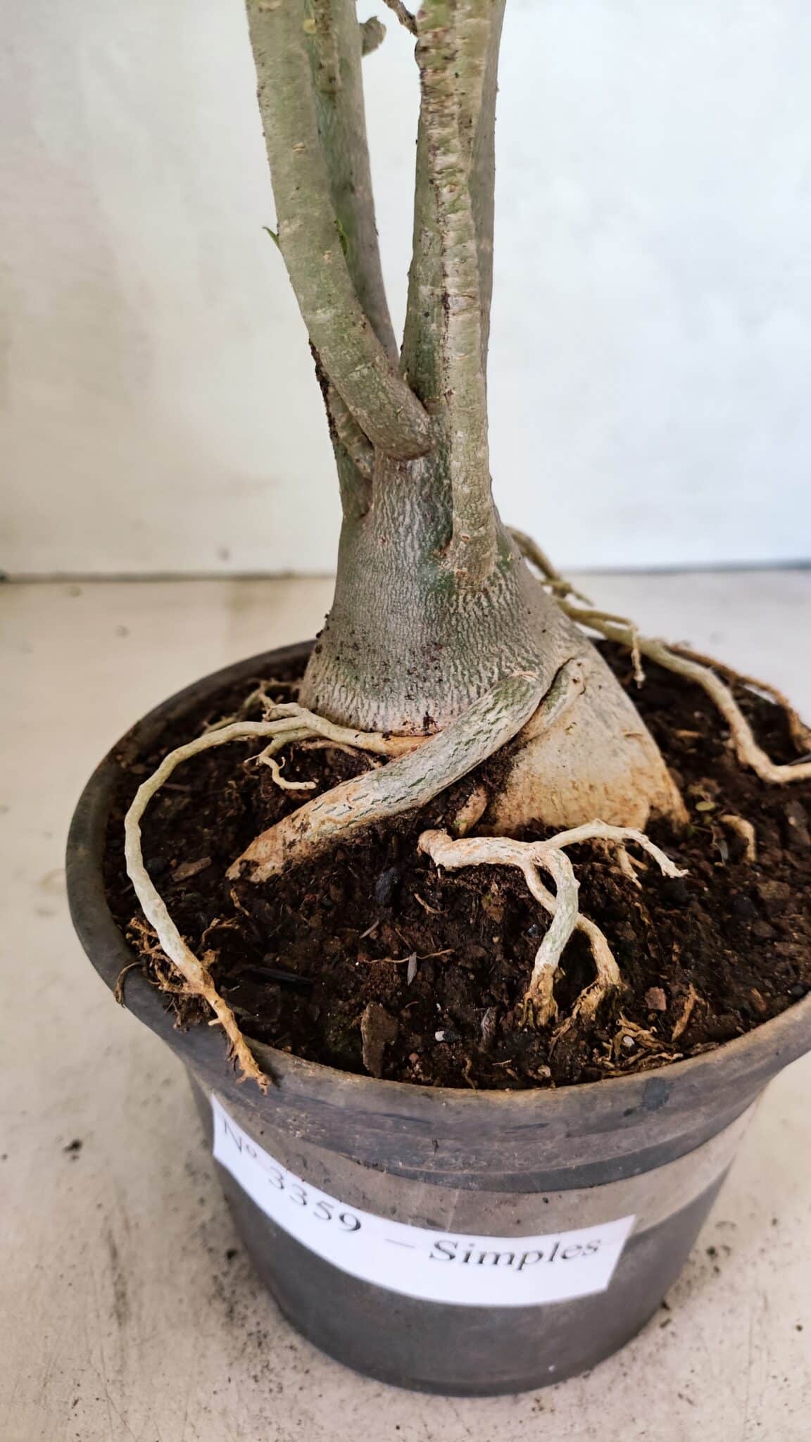 Planta Simples 3359 – 35cm – 03 anos - foto 7
