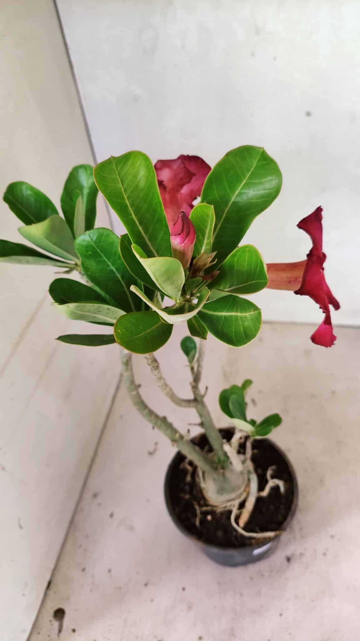 Planta Simples 3359 – 35cm – 03 anos - foto 6