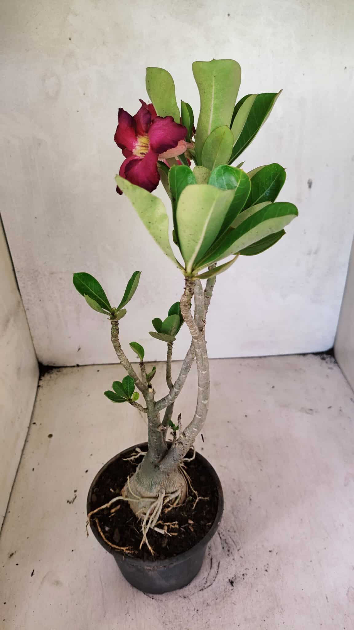 Planta Simples 3359 – 35cm – 03 anos - foto 5