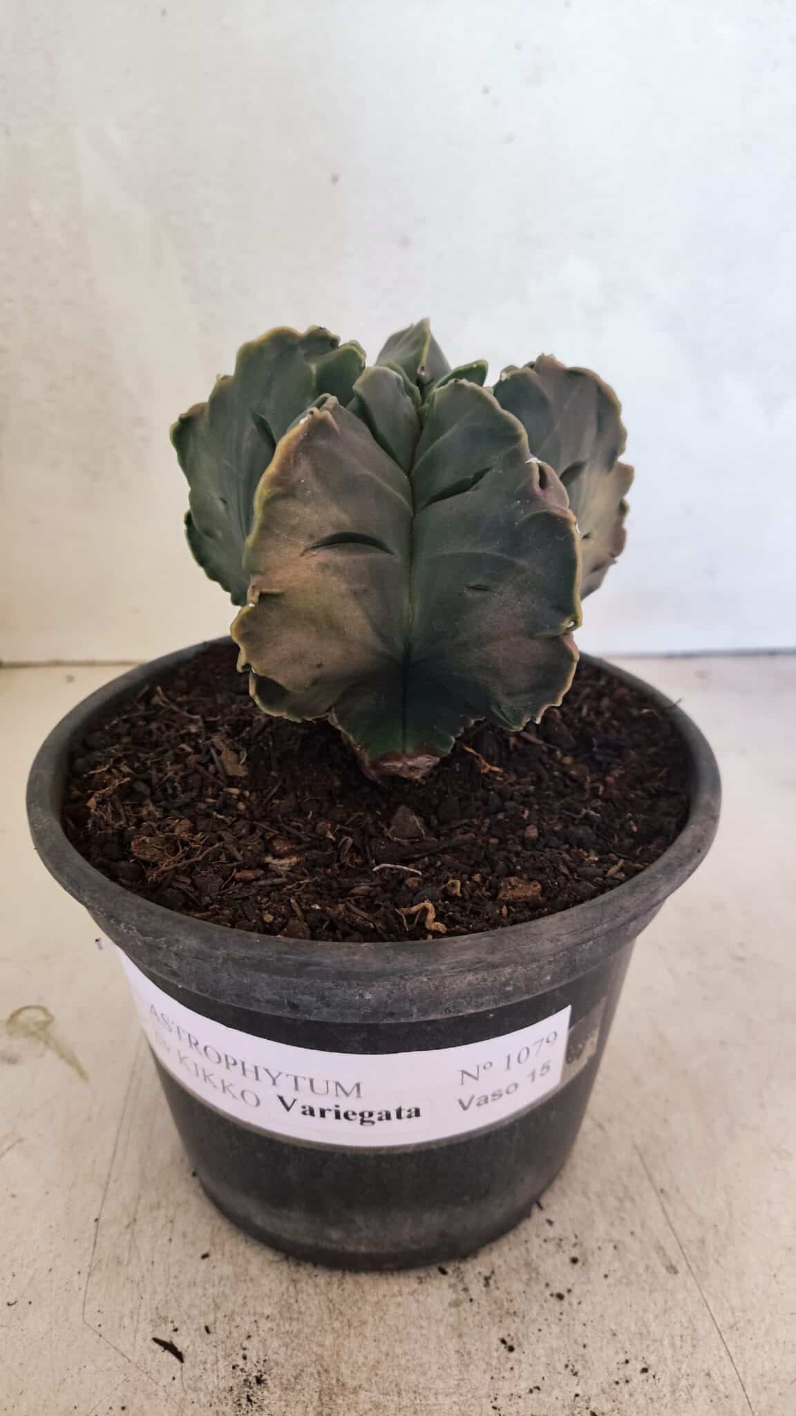 ASTROPHYTUM cv KIKKO Nº 1079 "Variegata" - vaso 15 - foto 2