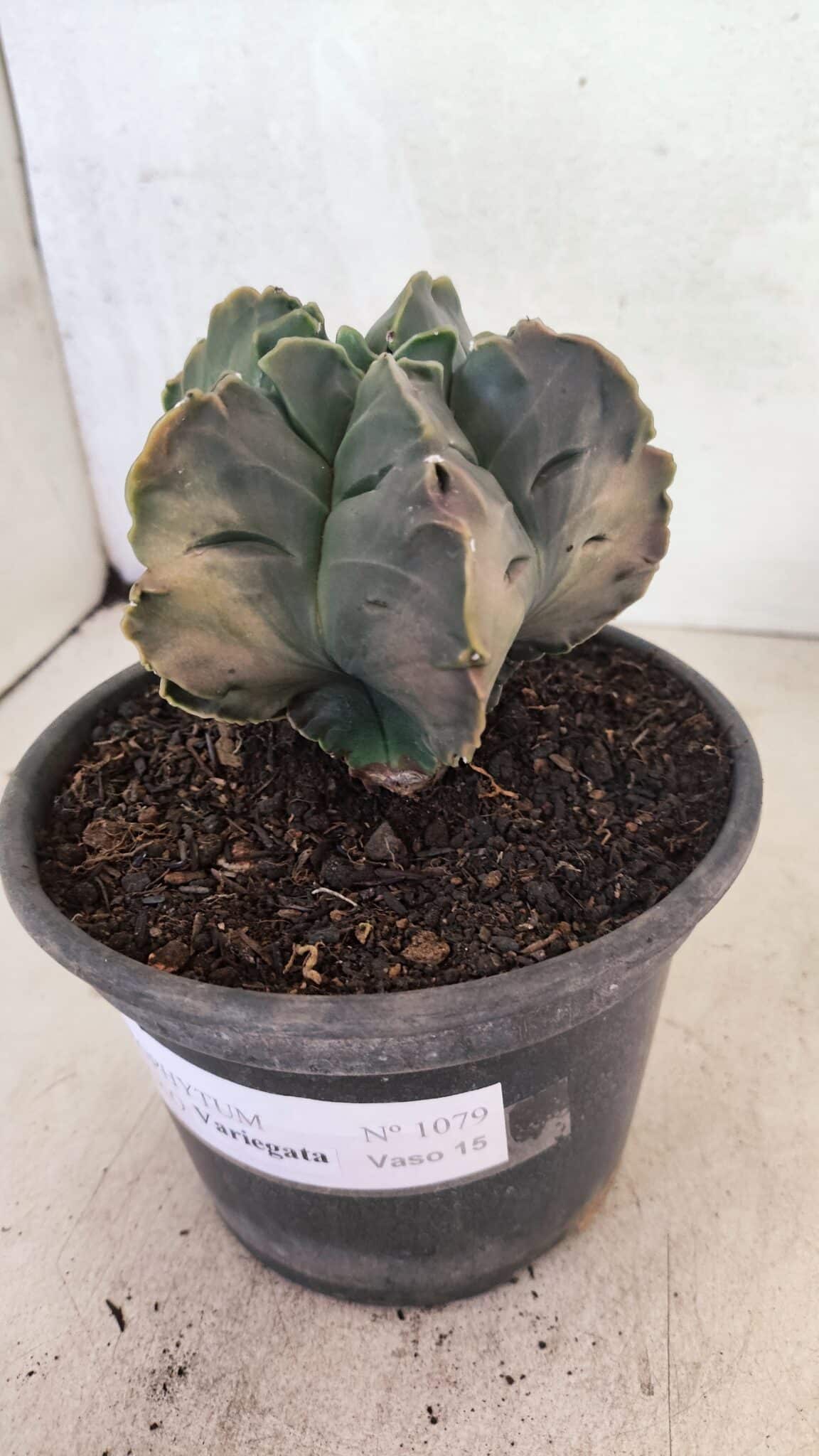 ASTROPHYTUM cv KIKKO Nº 1079 "Variegata" - vaso 15 - foto 6