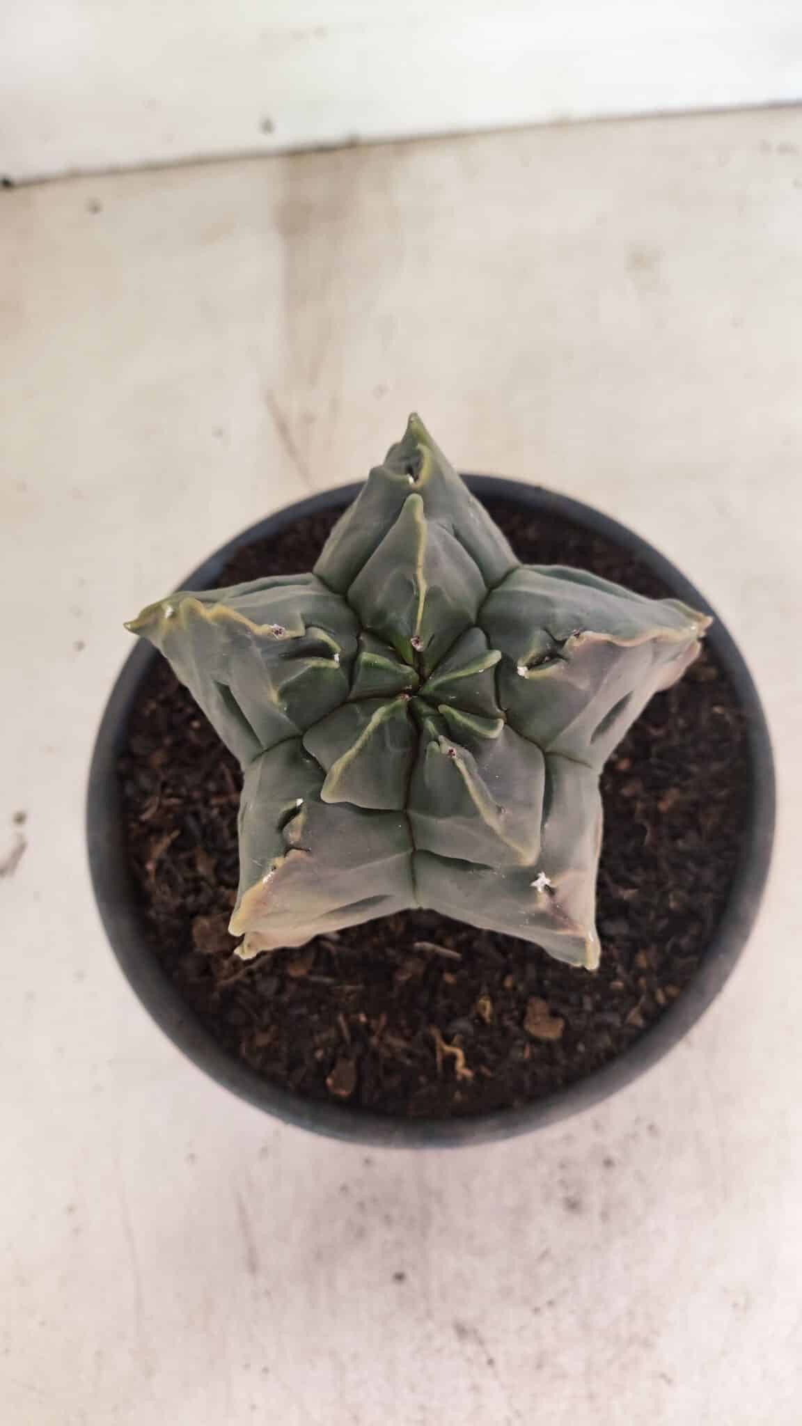 ASTROPHYTUM cv KIKKO Nº 1079 "Variegata" - vaso 15 - foto 3