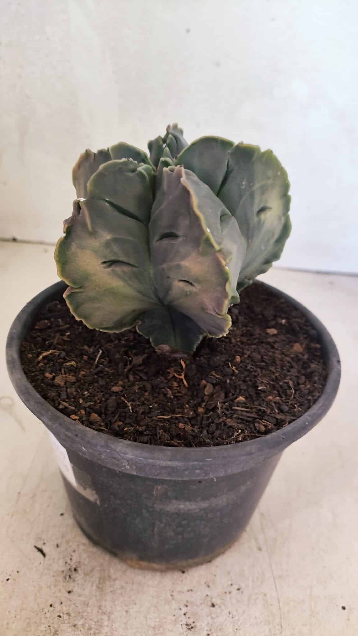ASTROPHYTUM cv KIKKO Nº 1079 "Variegata" - vaso 15 - foto 8