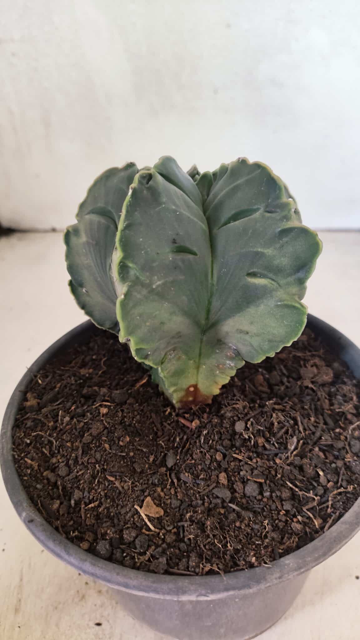 ASTROPHYTUM cv KIKKO Nº 1079 "Variegata" - vaso 15 - foto 7