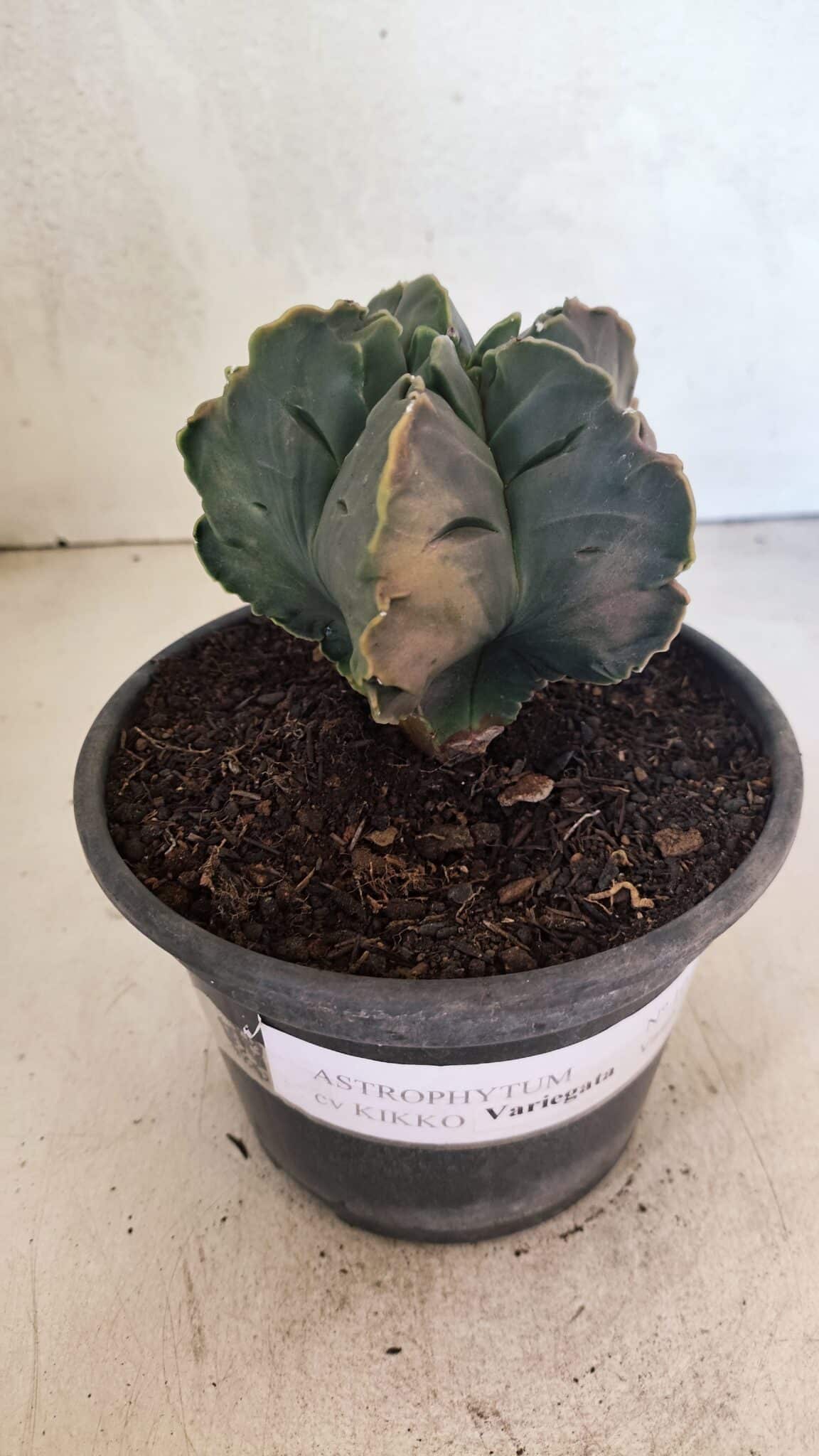 ASTROPHYTUM cv KIKKO Nº 1079 "Variegata" - vaso 15 - foto 5