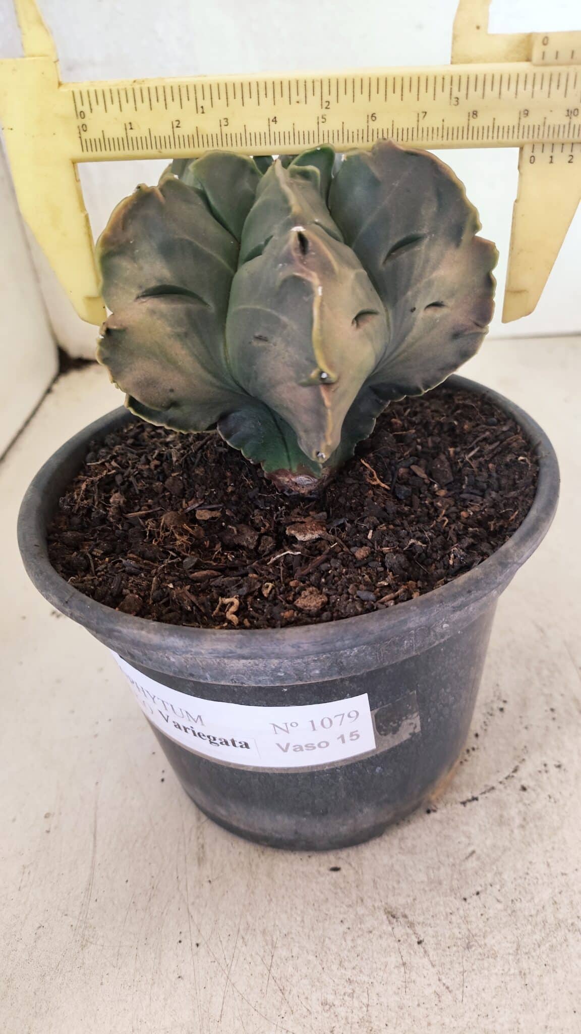 ASTROPHYTUM cv KIKKO Nº 1079 "Variegata" - vaso 15 - foto 4