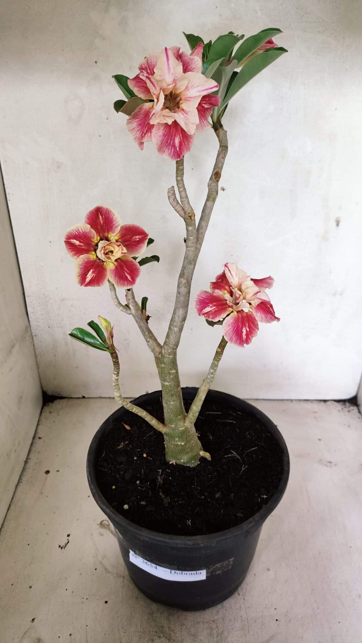 Planta Dobrada 3654 – 40cm – 03 anos - foto 2