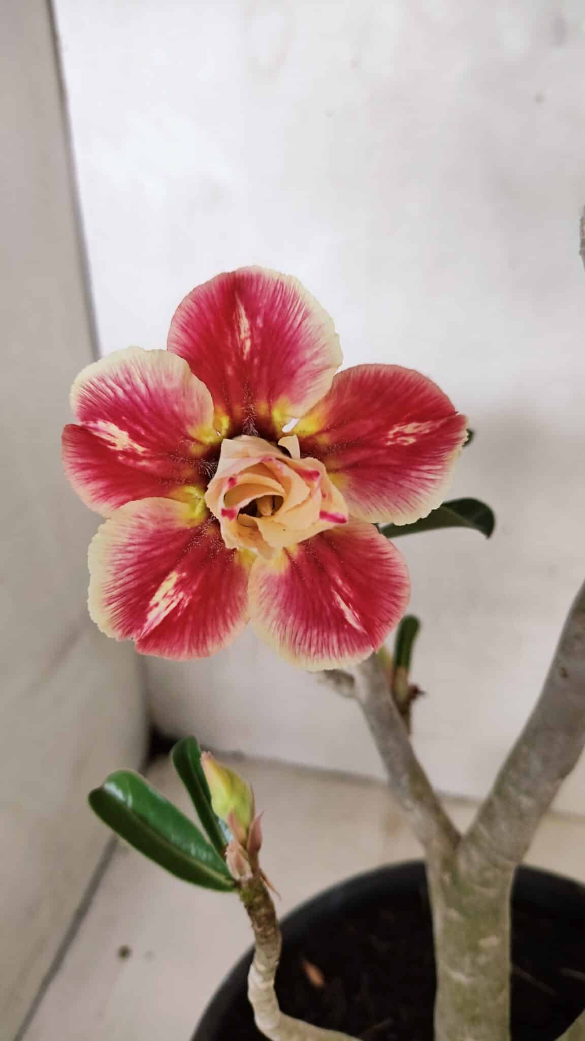 Planta Dobrada 3654 – 40cm – 03 anos - foto 3