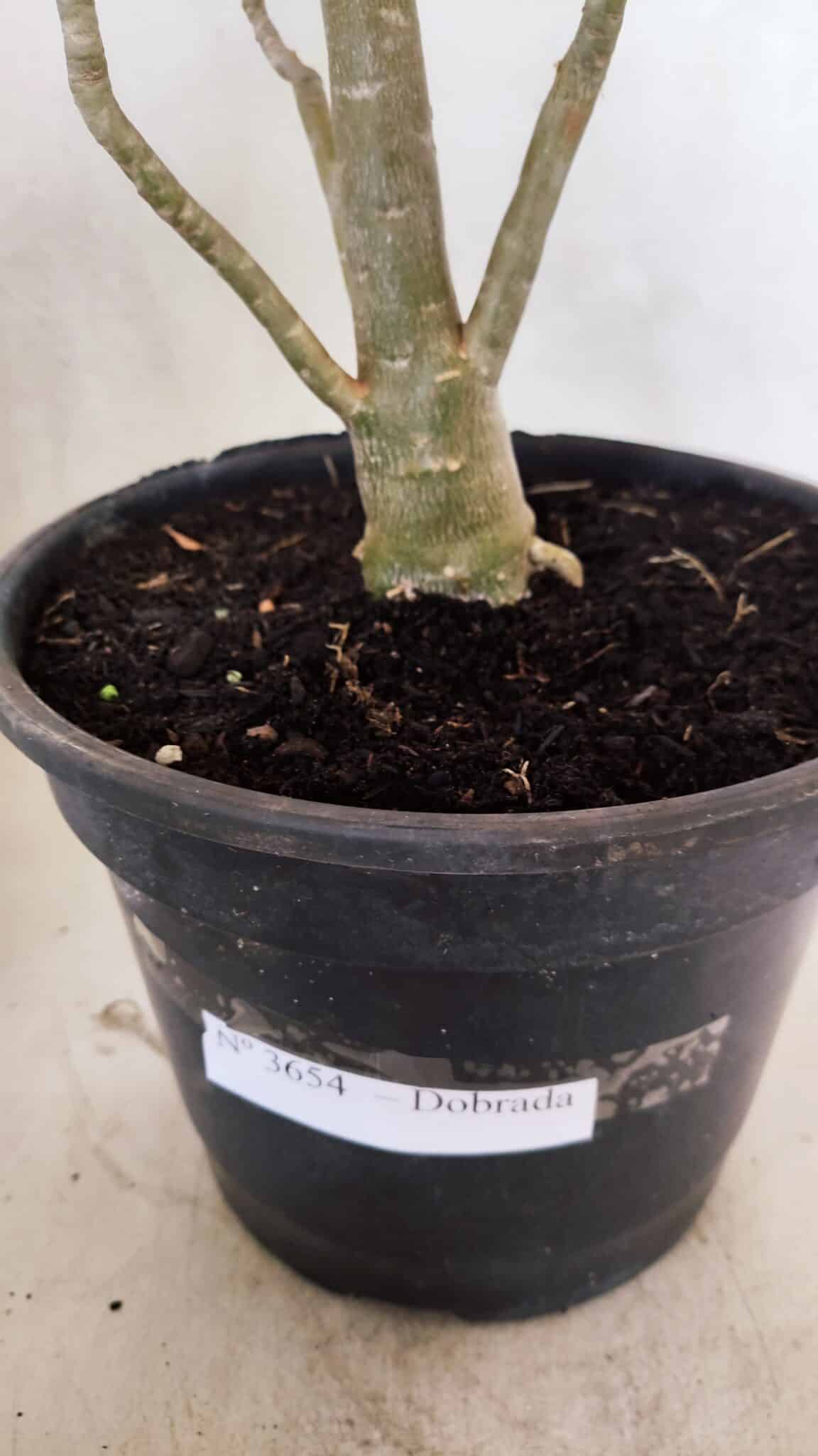 Planta Dobrada 3654 – 40cm – 03 anos - foto 4
