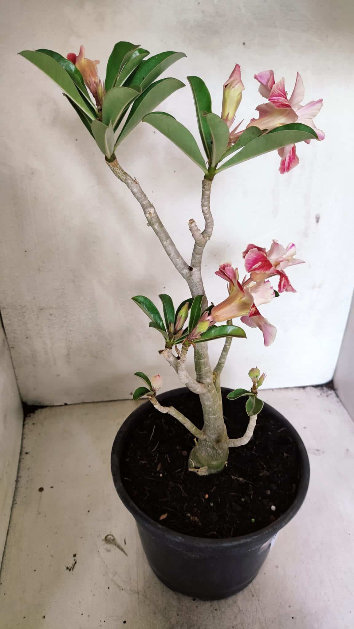 Planta Dobrada 3654 – 40cm – 03 anos - foto 5