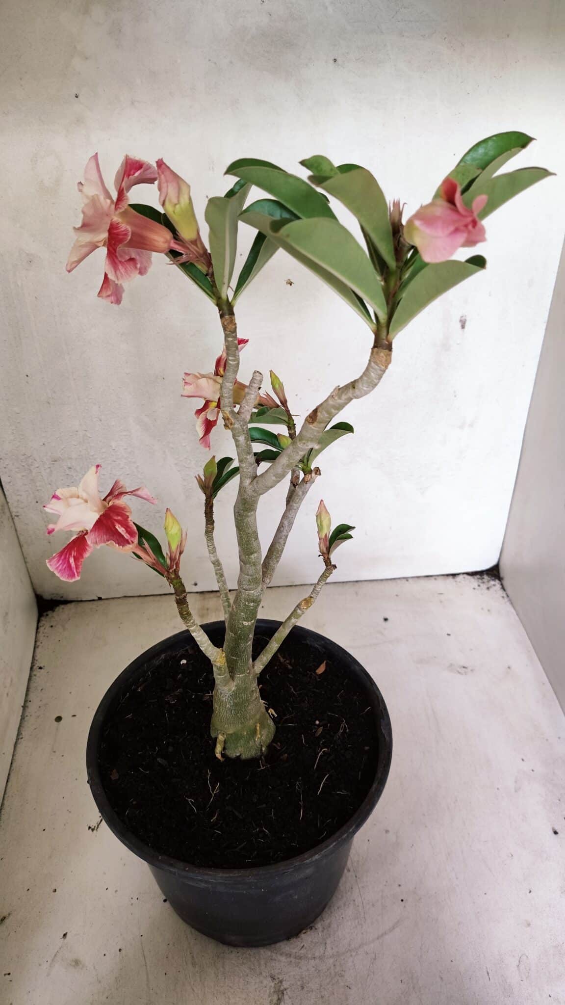 Planta Dobrada 3654 – 40cm – 03 anos - foto 6