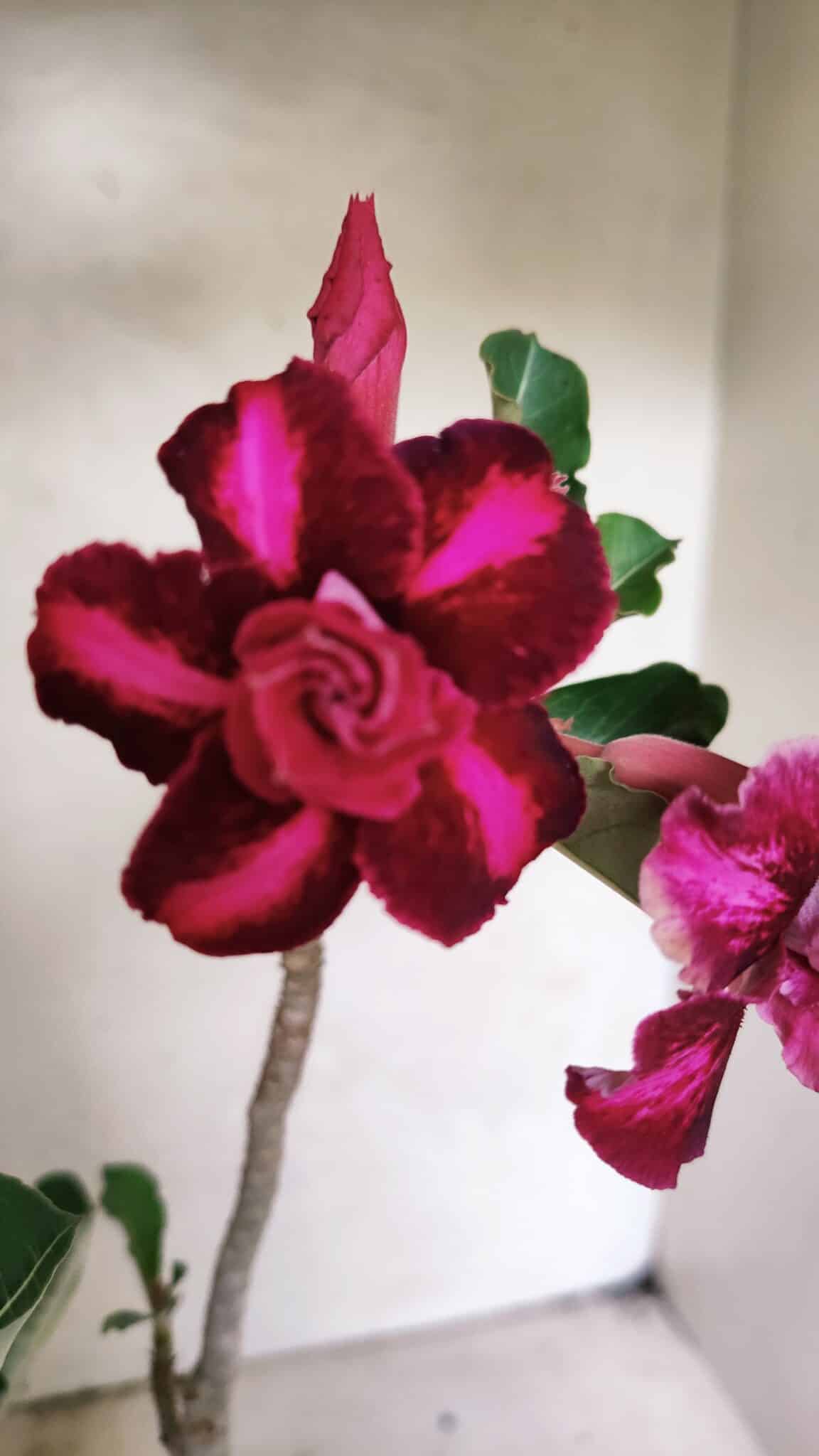 Planta Dobrada 3655 – 35cm – 03 anos - foto 4