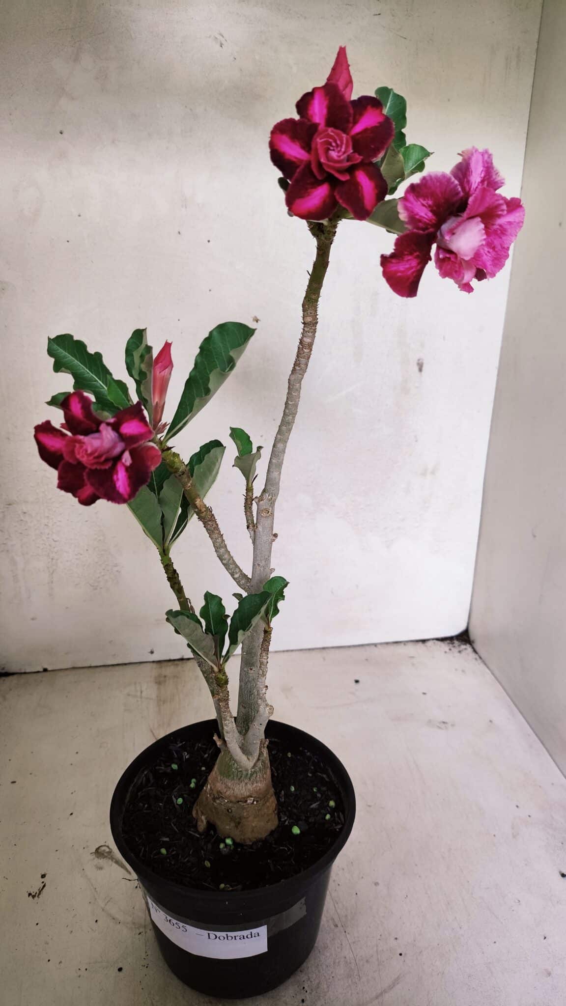 Planta Dobrada 3655 – 35cm – 03 anos - foto 2