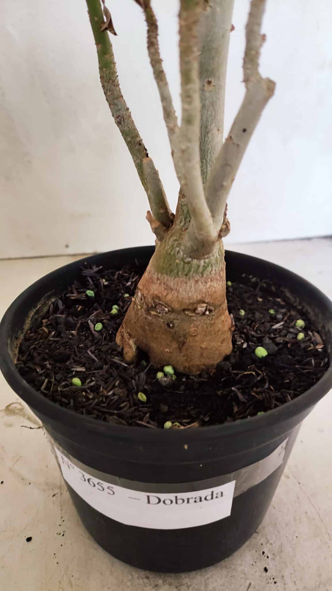 Planta Dobrada 3655 – 35cm – 03 anos - foto 6