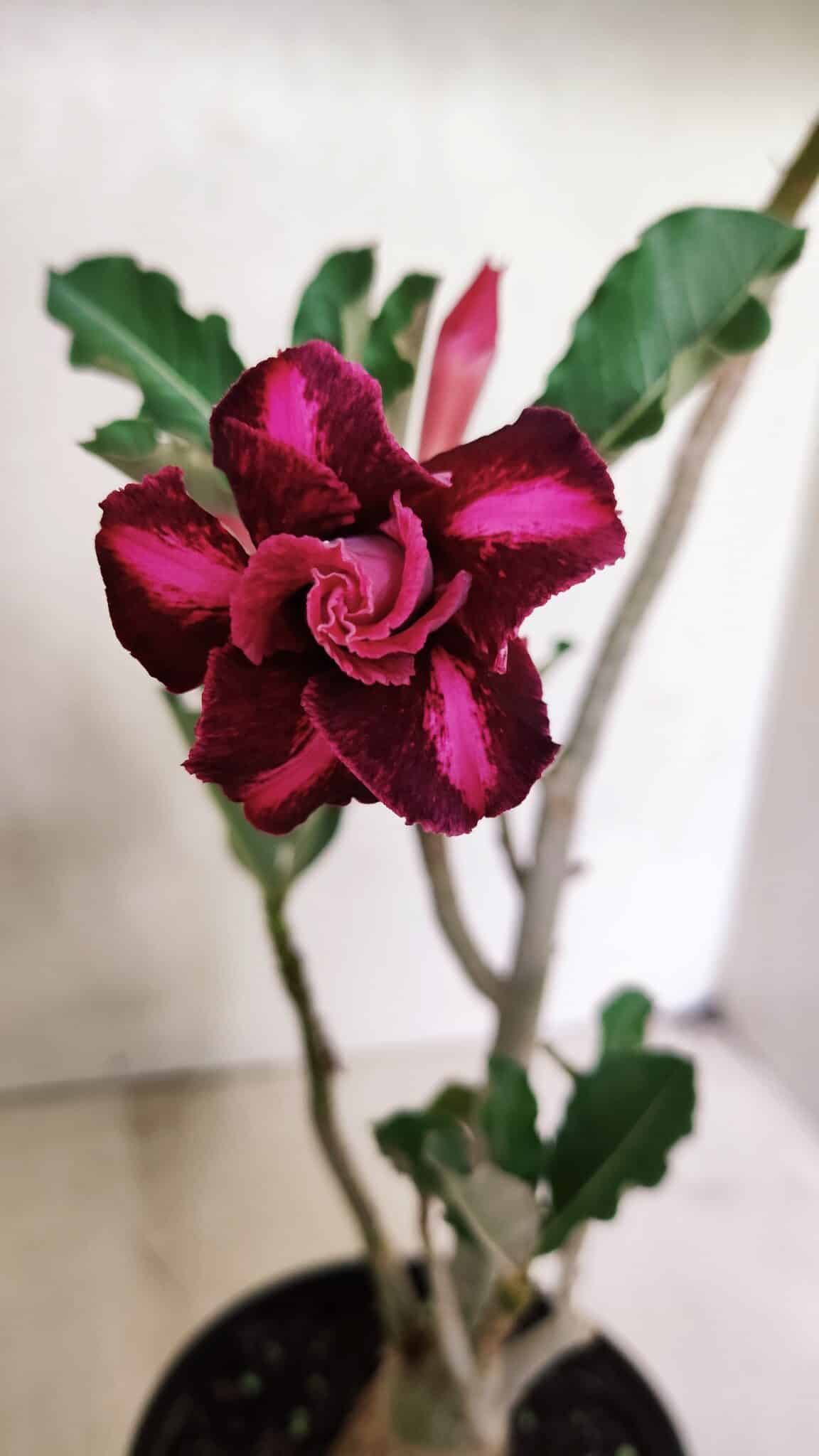 Planta Dobrada 3655 – 35cm – 03 anos - foto 3
