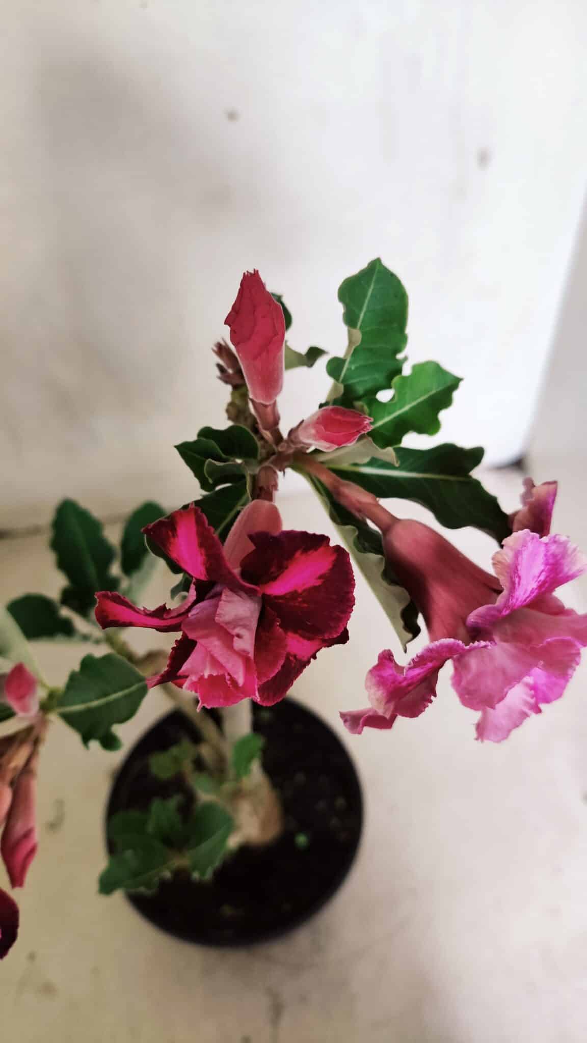Planta Dobrada 3655 – 35cm – 03 anos - foto 5