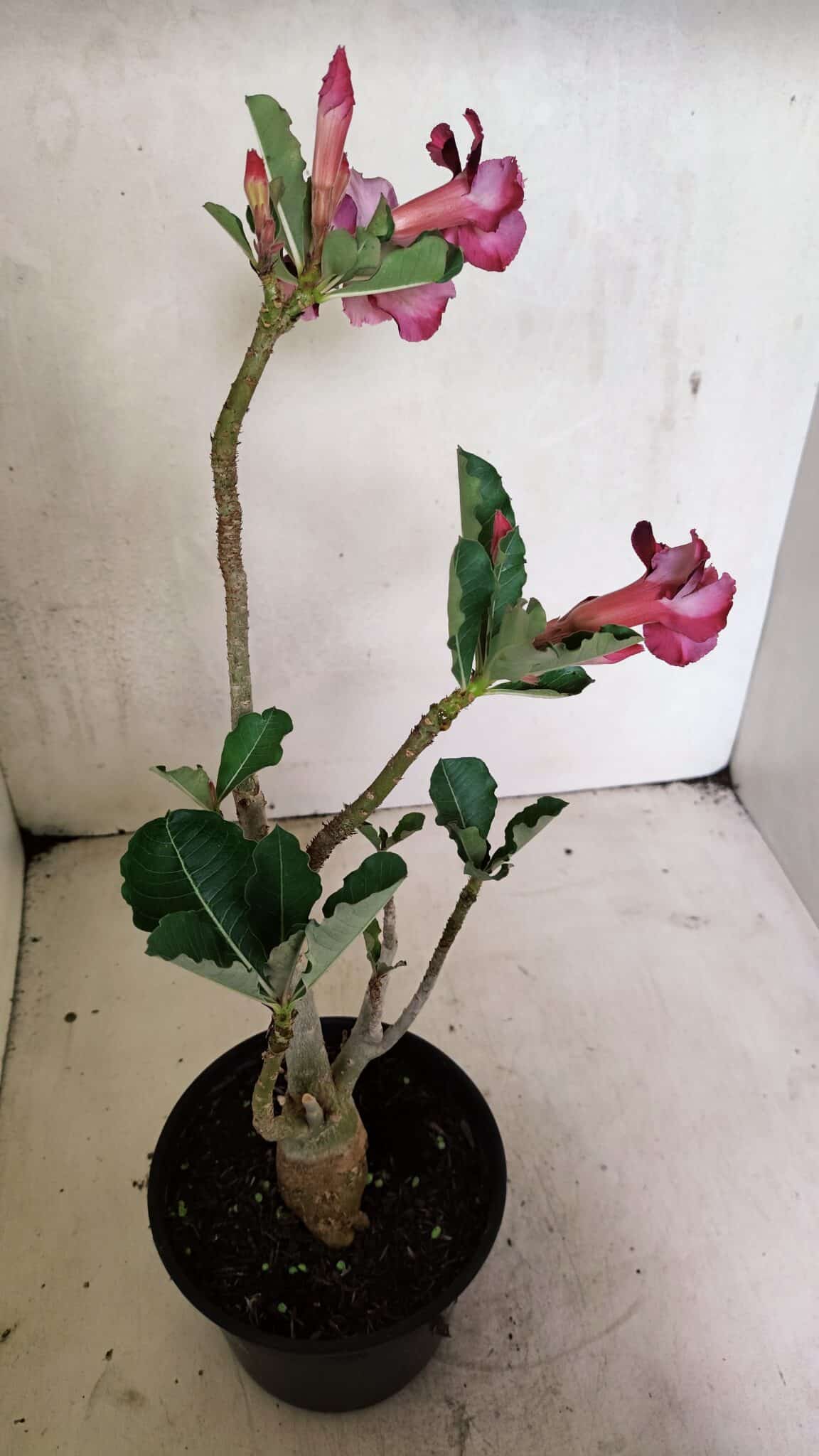 Planta Dobrada 3655 – 35cm – 03 anos - foto 7