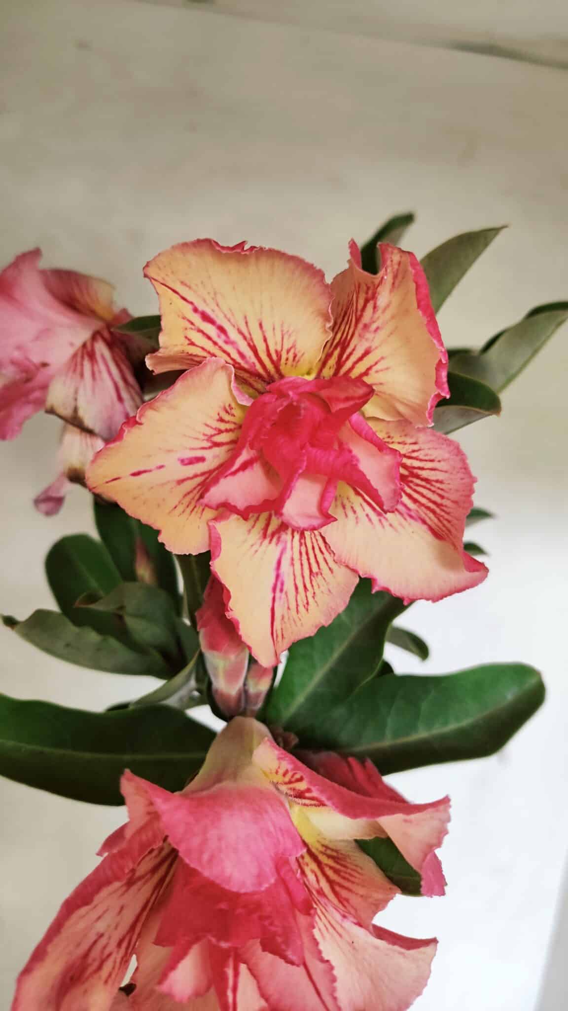 Planta Dobrada 3656 – 35cm – 03 anos - foto 3
